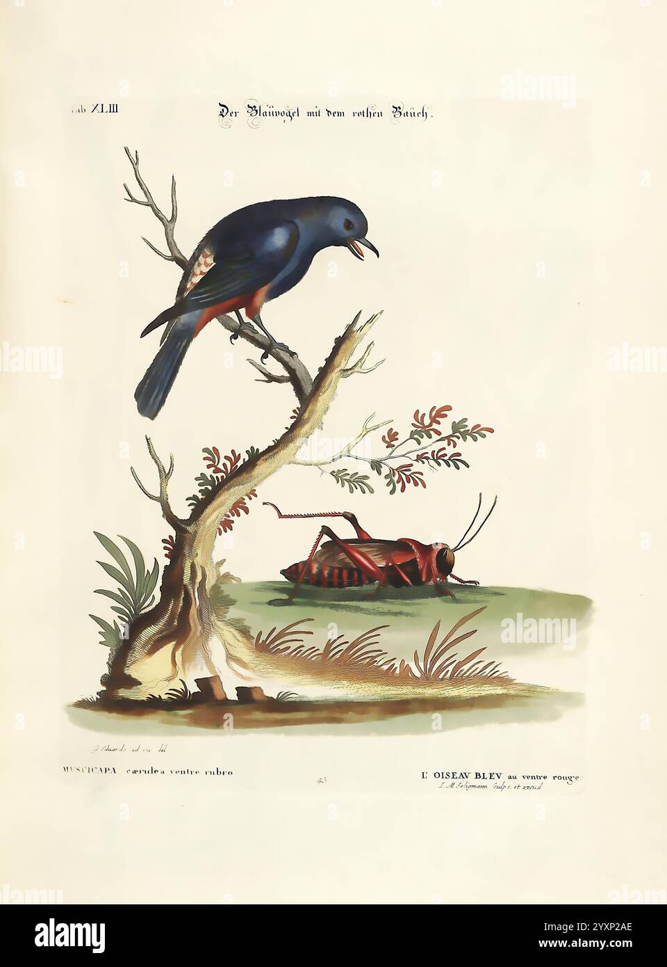 Verzameling van uitlandsche en zeldzaame vogelen, Amsterdam, J.C. Sepp, 1772-1781, oiseaux, zoologie, œuvres picturales, Une scène très illustrée représente un oiseau bleu perché sur une branche d'arbre, son plumage vibrant contrastant avec les tons naturels de son environnement. Sous l'arbre, une grande sauterelle détaillée repose sur le sol, présentant des textures et des motifs complexes sur son corps. La composition met en évidence l'interaction entre l'oiseau et son environnement, mettant l'accent sur les thèmes de la faune et de l'harmonie naturelle. Le feuillage environnant présente des feuilles délicates, ajoutant une touche de couleur et Banque D'Images