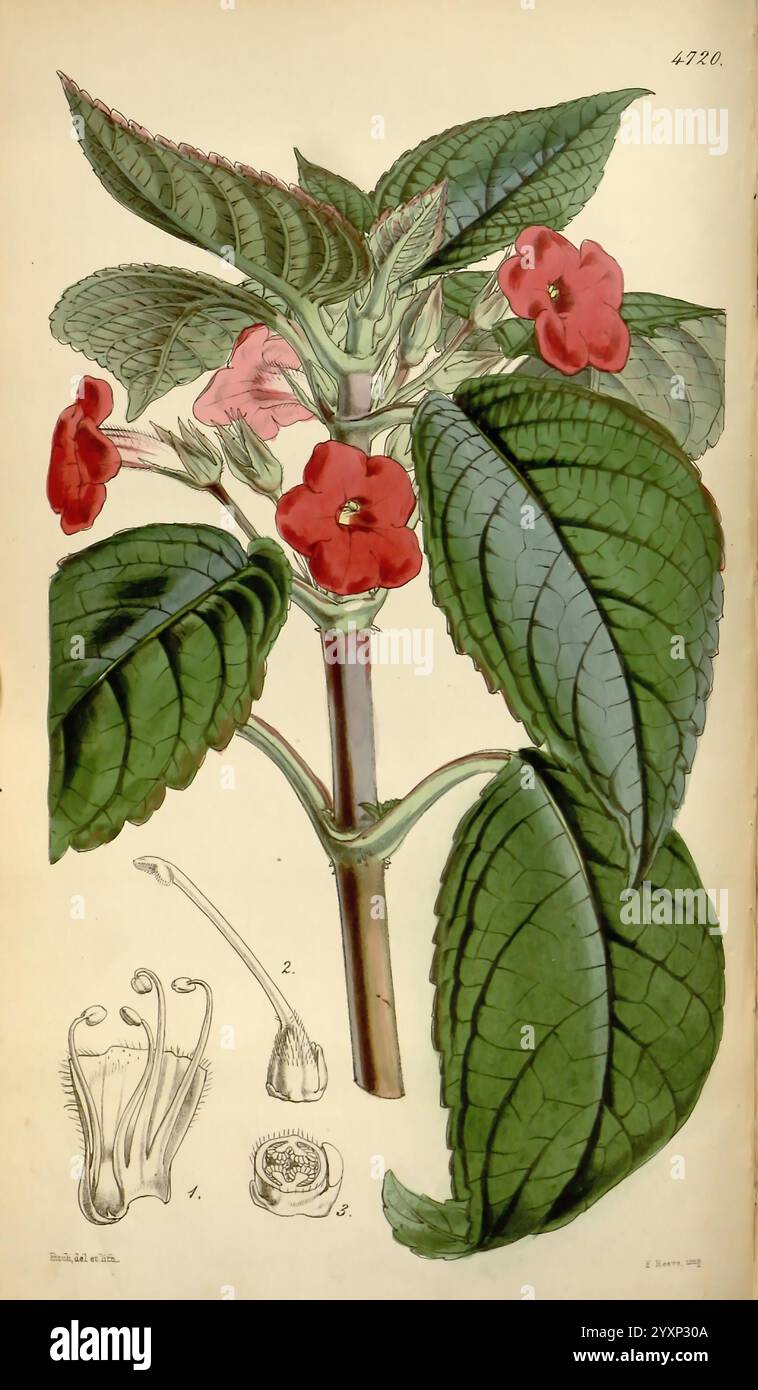 Curtis's Botanical Magazine, Londres, New York, illustration botanique, botanique, périodiques, œuvres picturales, plantes ornementales, Curtis., Une illustration botanique mettant en vedette une plante à fleurs caractérisée par de grandes feuilles texturées et des fleurs rouges vibrantes. La tige de la plante s'étend vers le haut, mettant en valeur la disposition des feuilles et des fleurs. Accompagnant l'illustration principale sont des représentations détaillées des structures de la fleur, y compris une corolle en forme de cloche et une vue agrandie de l'ovaire, toutes étiquetées pour plus de clarté. Les détails complexes soulignent les caractéristiques uniques de la plante, mettant l'accent sur les deux Banque D'Images