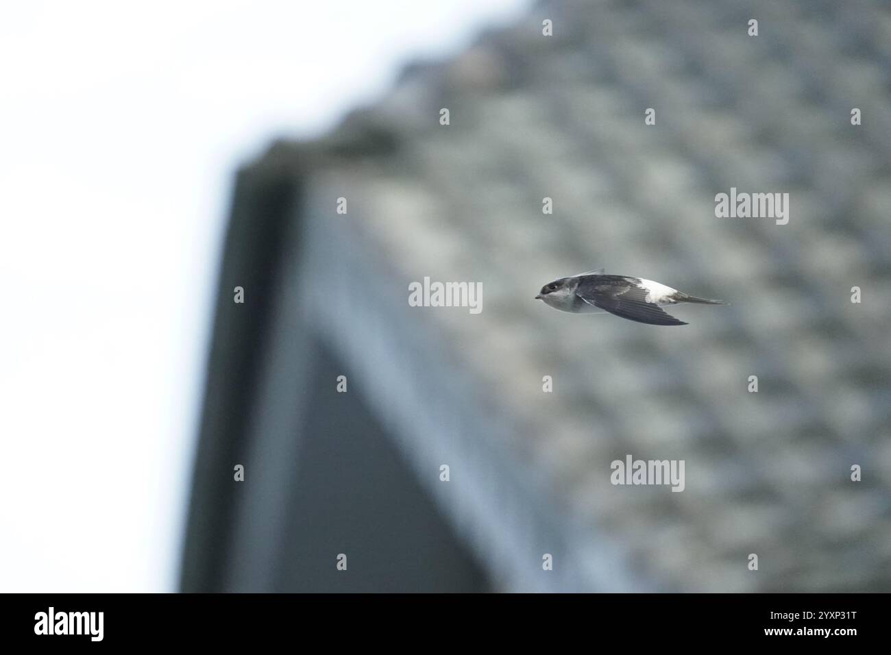 Un oiseau vole dans le ciel au-dessus d'un bâtiment. L'oiseau est petit et blanc avec des marques noires Banque D'Images Un oiseau vole dans le ciel au-dessus d'un bâtiment. L'oiseau est petit et blanc avec des marques noires Banque D'Images