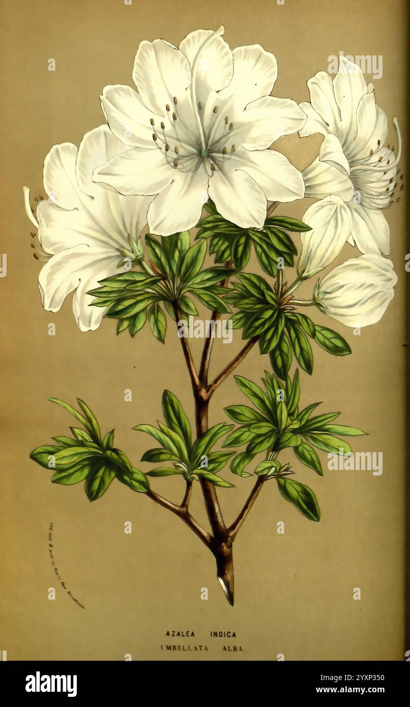 Flore des serres et des jardins de l'Europe, A Gand, chez Louis van Houtte, éditeur, 1845-1880, Une branche magnifiquement illustrée de l'Azalea indica, mettant en vedette de délicates fleurs blanches en pleine floraison aux côtés de feuilles vertes éclatantes. Les fleurs sont représentées avec des détails complexes, mettant en évidence leurs pétales gracieux qui rayonnent vers l'extérieur. Le feuillage luxuriant en dessous complète l'affichage floral, créant une composition harmonieuse qui souligne la beauté de cette plante ornementale. Le nom ''Azalea indica imbellata alba'' est élégamment inscrit à la base, ajoutant une touche informative à cet étourdissement Banque D'Images