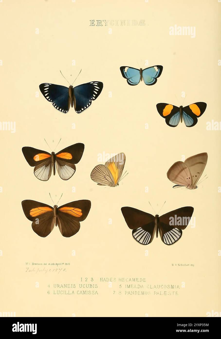 Illustrations de nouvelles espèces de papillons exotiques London John Van Voorst 1856-1876 distribution géographique des papillons Lepidoptera Pictorial Works spéciation, Une description détaillée de diverses espèces de papillons classées dans la sous-famille des Erycinidae. L'arrangement comprend neuf spécimens, chacun méticuleusement illustré pour mettre en valeur leurs motifs et couleurs d'aile distincts. Les papillons incluent Banque D'Images