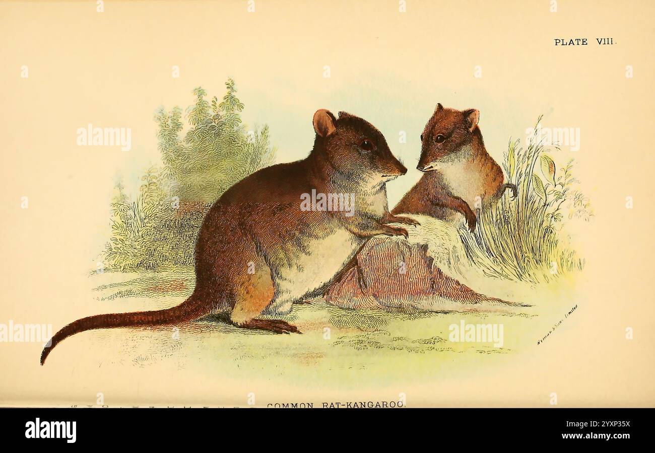 A hand-book to the Marsupialia and Monotremata London, E. Lloyd, 1896. Marsupiaux, monotremes, Potorous tridactylus, Potorous tridactylus, rat-kangourou commun, NSW, VIC, SA, TAS, AUSTRALIE, Australie, potoroo à long nez, Richard Lydekker, l'illustration présente deux rats-kangourous communs dans un cadre naturel. Un kangourou est placé de près, scrutant son compagnon, tandis que l'autre semble plus détendu, assis debout à côté d'un petit monticule de terre. Leur fourrure douce affiche une gamme de tons terreux, et l'arrière-plan représente une végétation luxuriante, améliorant l'environnement serein. L'ensemble c Banque D'Images