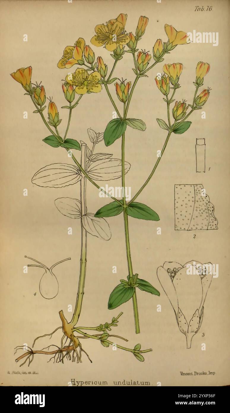 Journal of Botany, British and Foreign. Londres, Robert Hardwicke, 1863-1942. Botanique, Grande-Bretagne, périodiques, plantes, l'illustration met en vedette la plante Hypericum undulatum, communément appelée undulate de millepertuis. La représentation principale présente une tige fleurie ornée de délicates fleurs jaunes, qui ont des fleurs distinctes à cinq pétales avec des étamines à pointe rouge. L'image primaire est accompagnée d'esquisses détaillées de différentes parties de la plante : un gros plan de la structure de la fleur, y compris une vue latérale et une étiquette pour différentes vues (1 à 3), et une représentation détaillée du système racinaire. Banque D'Images