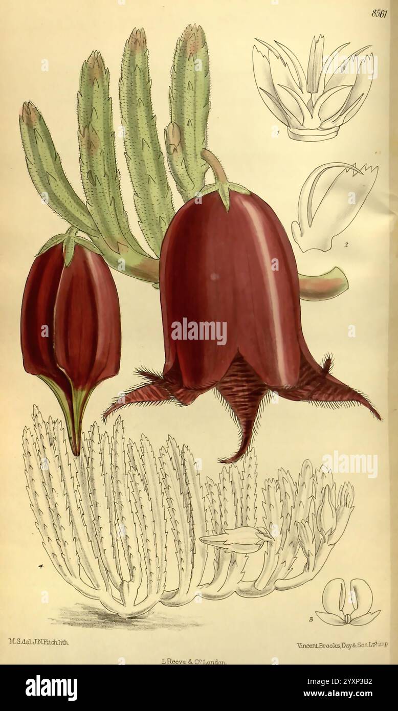 Curtis's Botanical Magazine, Londres, New York, illustration botanique, botanique, périodiques, œuvres picturales, plantes ornementales, Curtis, plante, succulente, Stapelia, Stapelia leendertziae, l'illustration présente une représentation botanique détaillée d'une plante à fleurs de la famille des cactus. Deux grandes fleurs en forme de cloche avec des pétales rouges profonds contrastent magnifiquement avec les épines vertes complexes du cactus environnant. Le design comprend plusieurs croquis plus petits qui mettent en valeur différents angles des fleurs et leur structure unique, mettant en valeur leur charcuterie Banque D'Images