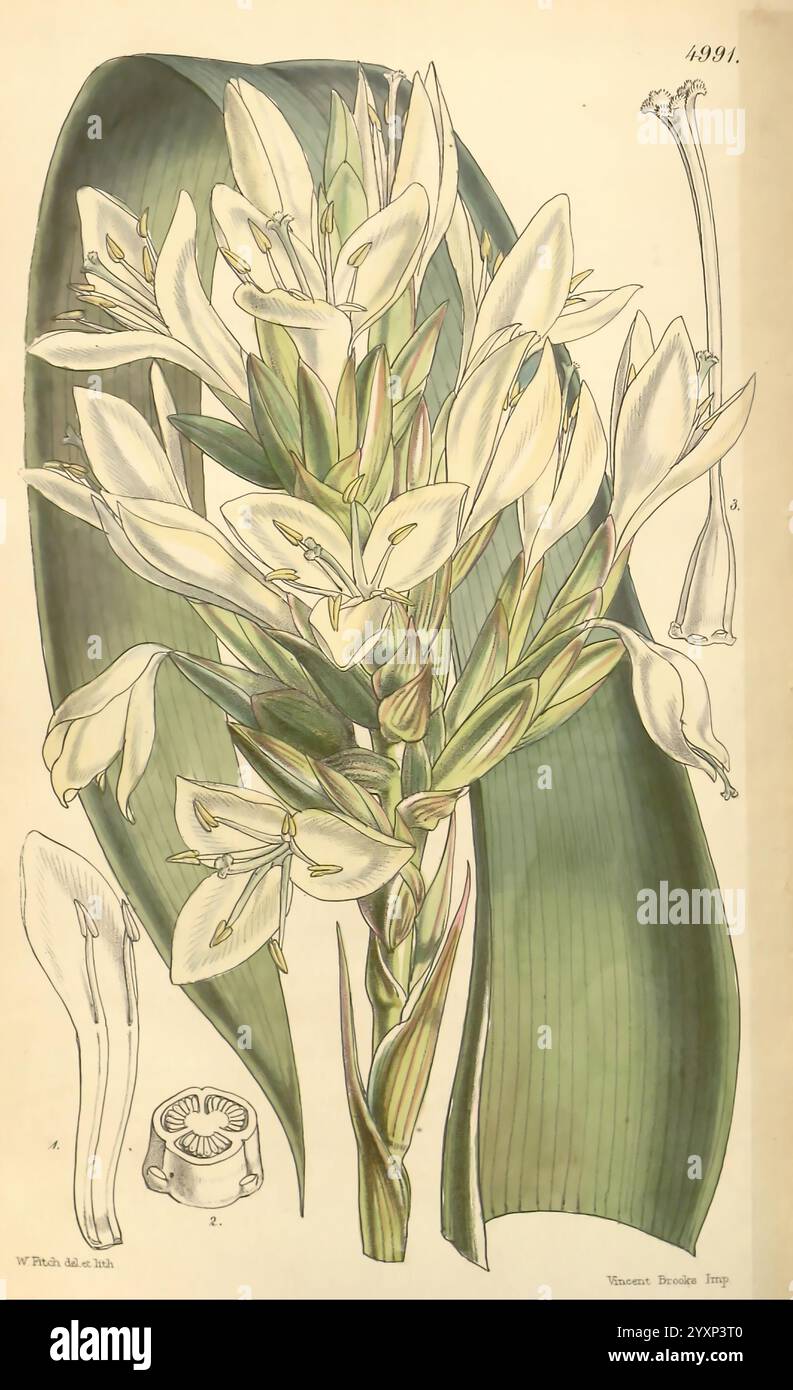 Curtis's Botanical Magazine London New York Botanical illustration botanique périodiques travaux picturaux plantes ornementales Curtis, l'illustration représente une étude botanique détaillée d'une plante à fleurs, avec des feuilles vertes luxuriantes et des fleurs blanches allongées délicates. Chaque fleur présente des structures de pétales complexes, soulignées par des lignes fines et vibrantes. Autour de la grappe florale se trouvent des éléments supplémentaires, y compris une feuille stylisée et une vue en coupe transversale des parties reproductrices de la fleur, soulignant ses caractéristiques biologiques. La composition est améliorée par un ombrage méticuleux et un travail au trait, Banque D'Images