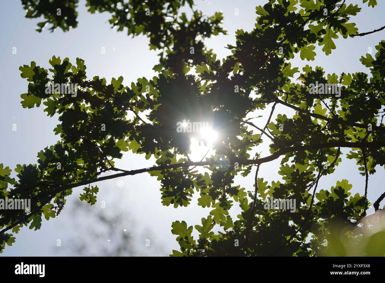 Le soleil brille à travers les feuilles d'un arbre, créant une atmosphère belle et sereine. La lumière projette des ombres sur le sol, ajoutant de la profondeur Banque D'Images