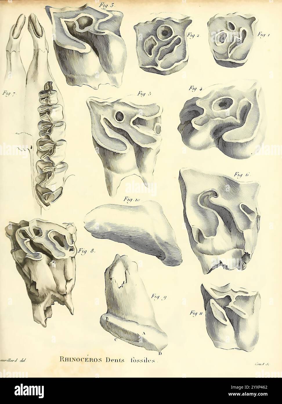 Recherches sur les ossemens fossiles de quadrupèdes, Paris, Deterville, 1812, France, géologie, mammifères, fossile, Paléontologie, région parisienne, vertébrés, fossile, mammifère, cette illustration montre diverses structures dentaires fossilisées d'un rhinocéros. Les figures étiquetées représentent différentes formes de dents et caractéristiques anatomiques, mettant en valeur les détails complexes de chaque spécimen. La morphologie unique de chaque dent est mise en évidence, illustrant la diversité de la dentition des rhinocéros. Le dessin sert de référence scientifique, contribuant à la compréhension des adaptations évolutives de ceux-ci Banque D'Images