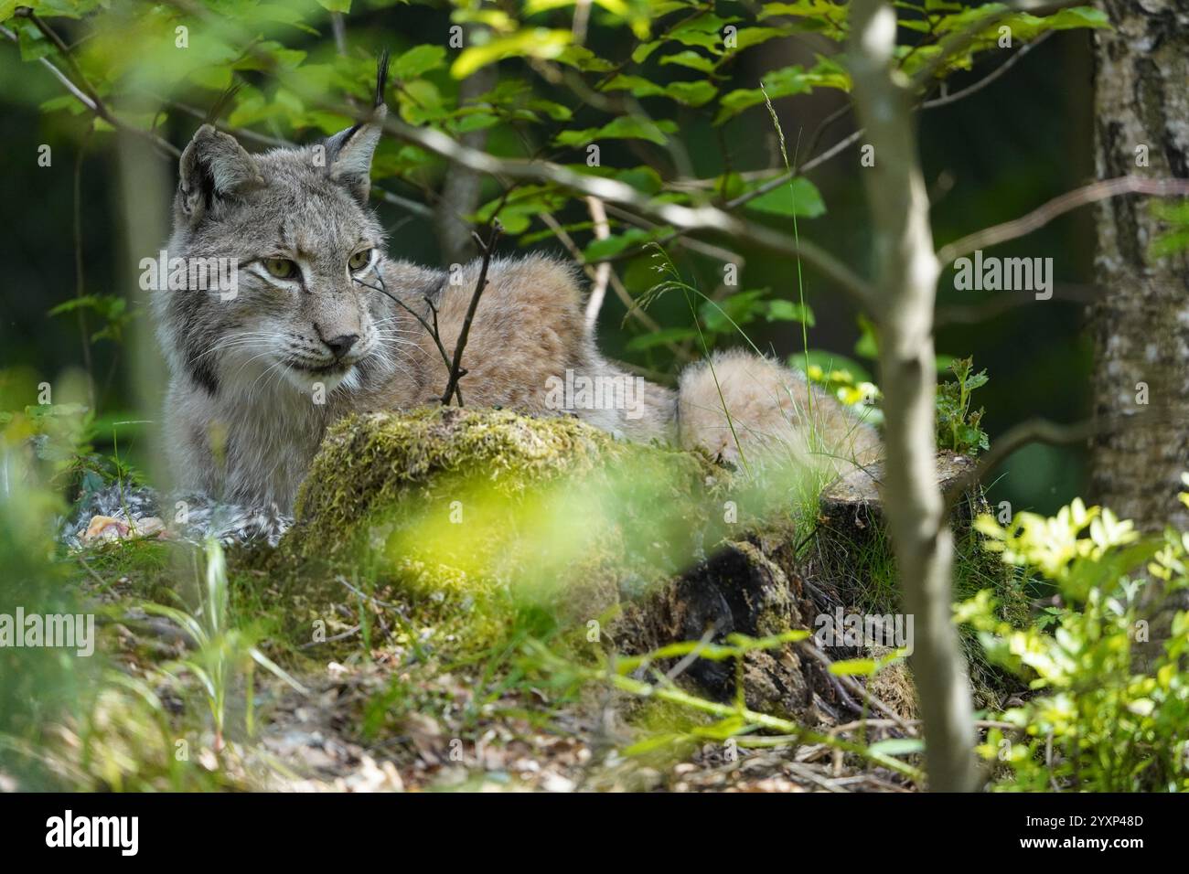 Un petit chat est allongé sur une bûche dans les bois. Le chat regarde la caméra Banque D'Images