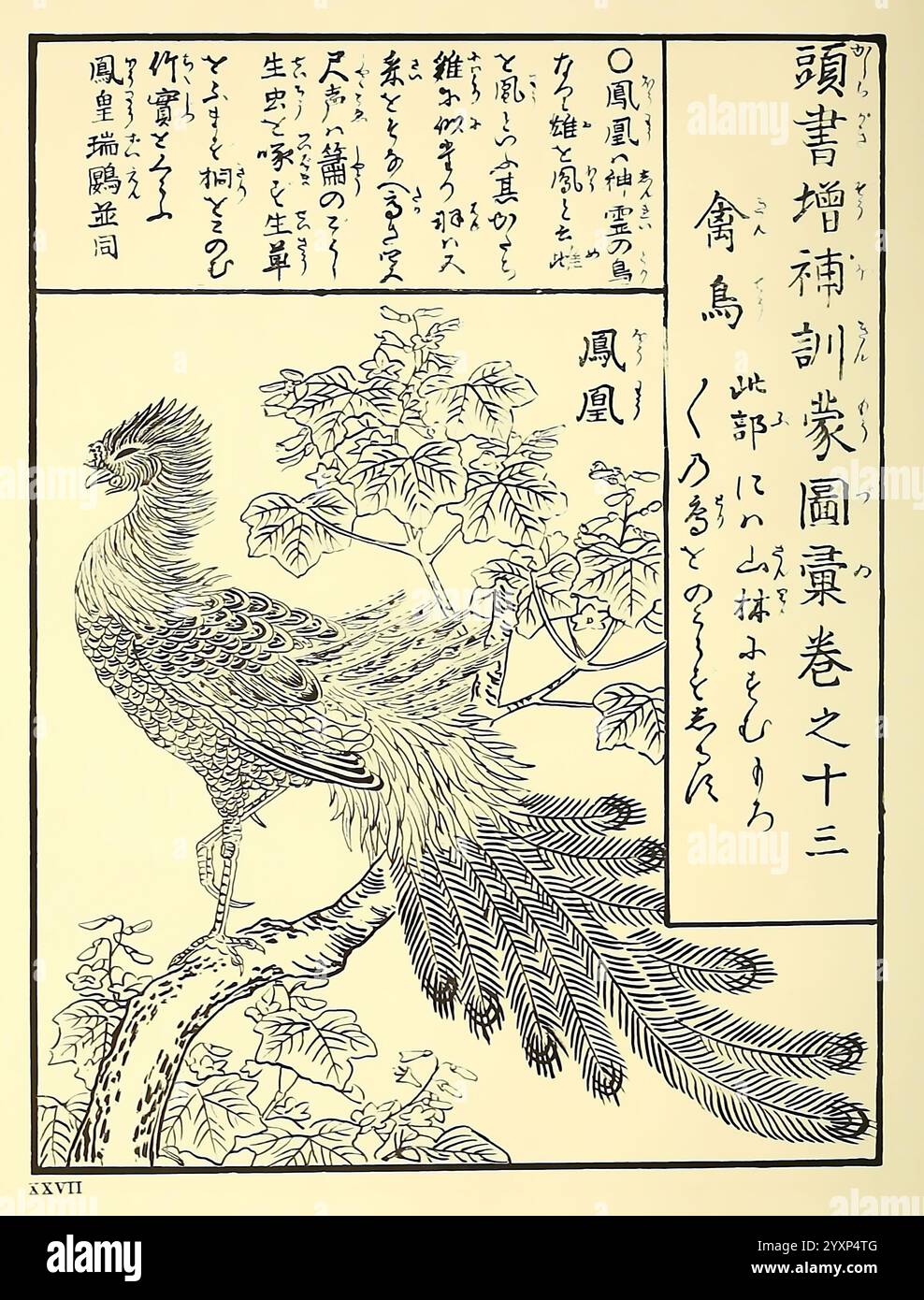 Encyclopédie, japonaise, Leyde, Netherlands, Brill, 1875, oiseaux, japon, l'illustration présente une représentation magnifiquement détaillée d'un phénix mythique perché gracieusement sur une branche d'arbre. Le phoenix se caractérise par son cou allongé et son plumage élaboré, présentant des motifs de plumes complexes qui coulent avec élégance. Autour de l'oiseau se trouvent des branches stylisées ornées de feuilles, renforçant le sentiment d'un cadre naturel et organique. L'image est accompagnée de délicats caractères japonais et d'annotations artistiques, fournissant un contexte culturel et un aperçu de la signification du phoenix In Banque D'Images