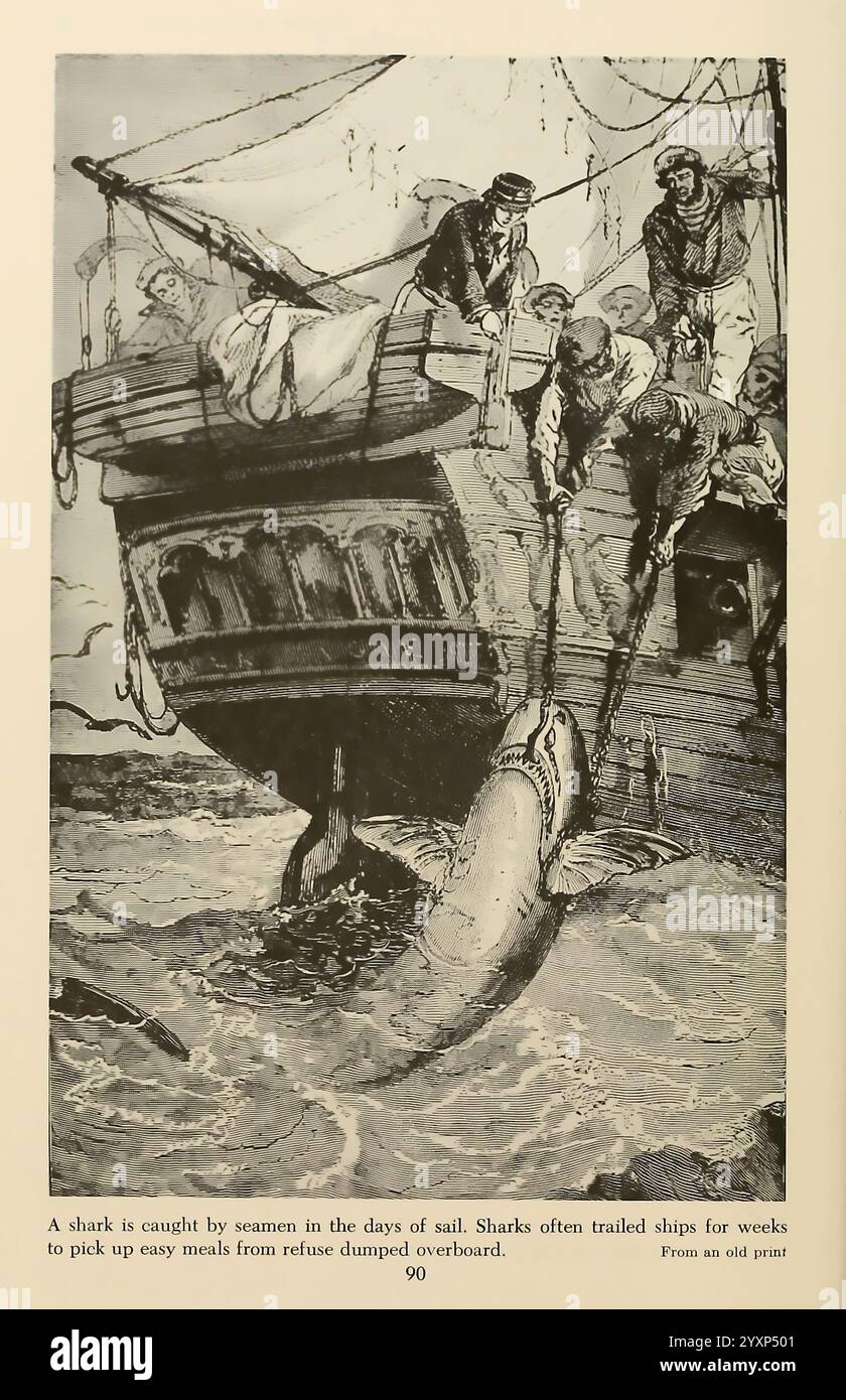 Shadows in the Sea Philadelphia, Chilton Books [1963], Shark, Woods Hole, Great White Shark, Chondrichthyes, Carcharodon carcharias, Un groupe de marins est représenté à bord d'un voilier, activement engagé dans le processus de transport d'un grand requin hors de l'eau. La proue du navire est inclinée vers le bas, indiquant les efforts de l'équipage, tandis que plusieurs hommes se penchent sur le bord, utilisant des cordes pour sécuriser leur prise. La scène capture la tension et l'excitation du moment, alors qu'un membre de l'équipage semble regarder attentivement le requin, qui lutte toujours contre les contraintes. L'arrière-plan comporte turbul Banque D'Images