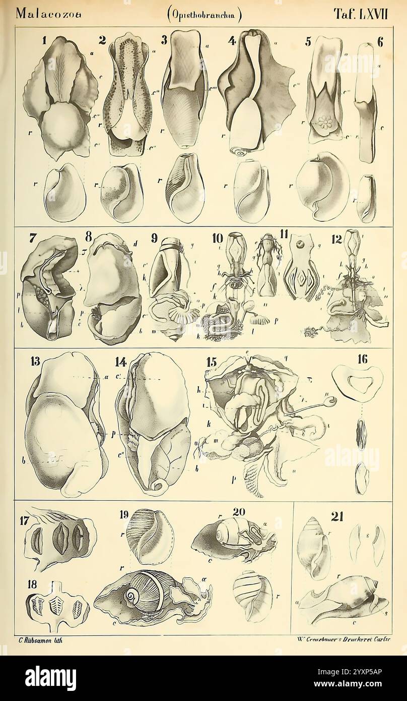 Dr. H.G. Bronn's Klassen und Ordnungen der Weichthiere (Malacozoa), Leipzig, C.F. Winter, 1862-1866, mollusques, céphalopode, cette illustration présente une série détaillée de dessins anatomiques de diverses espèces de la classe Opisthobranchia, qui comprend les mollusques gastéropodes marins tels que les limaces de mer et les nudibranches. Chaque figure étiquetée représente des caractéristiques morphologiques distinctes, y compris les structures de la coquille, les systèmes d'organes et l'anatomie reproductive. Les illustrations visent à mettre en évidence la diversité et la complexité de ces organismes, avec une délimitation claire des différentes parties telles que le pied, mant Banque D'Images