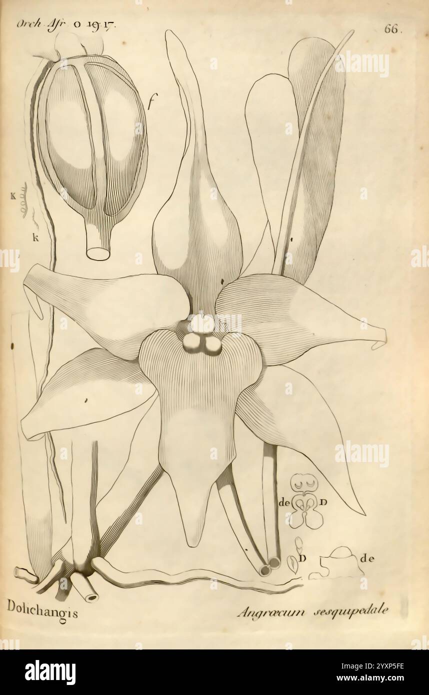 Histoire particulière des plantes orchidées recueillies sur les trois îles australes d'Afrique, de France, de Bourbon et de Madagascar, Paris, L'auteur, 1822, Orchidaceae, illustration botanique présentant l'anatomie détaillée de l'orchidée Angraecum sesquipedale. La fleur proéminente présente des pétales allongés et une structure distinctive, soulignée par un arrangement central des organes reproducteurs. Entourant la fleur, un travail de ligne complexe délimite la tige et les feuilles. Des annotations et des étiquettes supplémentaires sont présentes, fournissant des informations sur les différentes parties de la plante, y compris un de Banque D'Images