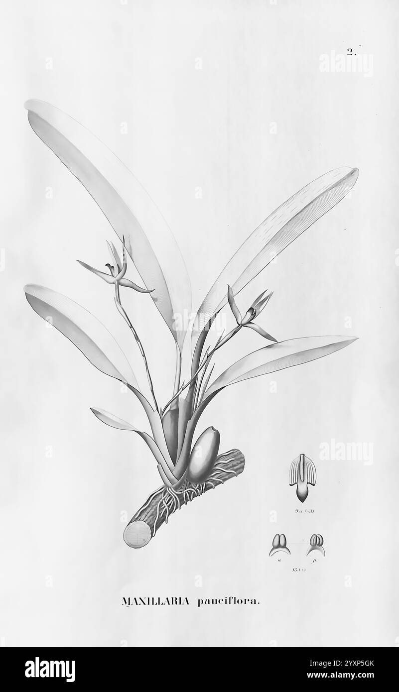 Flora brasiliensis, enumeratio plantarum in Brasilia hactenus detectarum, Monachii et Lipsiae [Munich et Leipzig], R. Oldenbourg, 1840-1906, Brésil, Allemagne, gravure, botanique, 1840, non coloré, botanistes, œuvres picturales, supports graphiques., illustration botanique mettant en valeur la Maxillaria paniculata, avec des feuilles allongées en forme de lance qui s'élèvent gracieusement d'une épaisse tige cylindrique. La plante est représentée avec des fleurs délicates qui émergent de la base, caractérisées par leur structure complexe. Sous l'illustration principale, il y a des dessins détaillés de l'anatomie de la fleur, y compris Banque D'Images