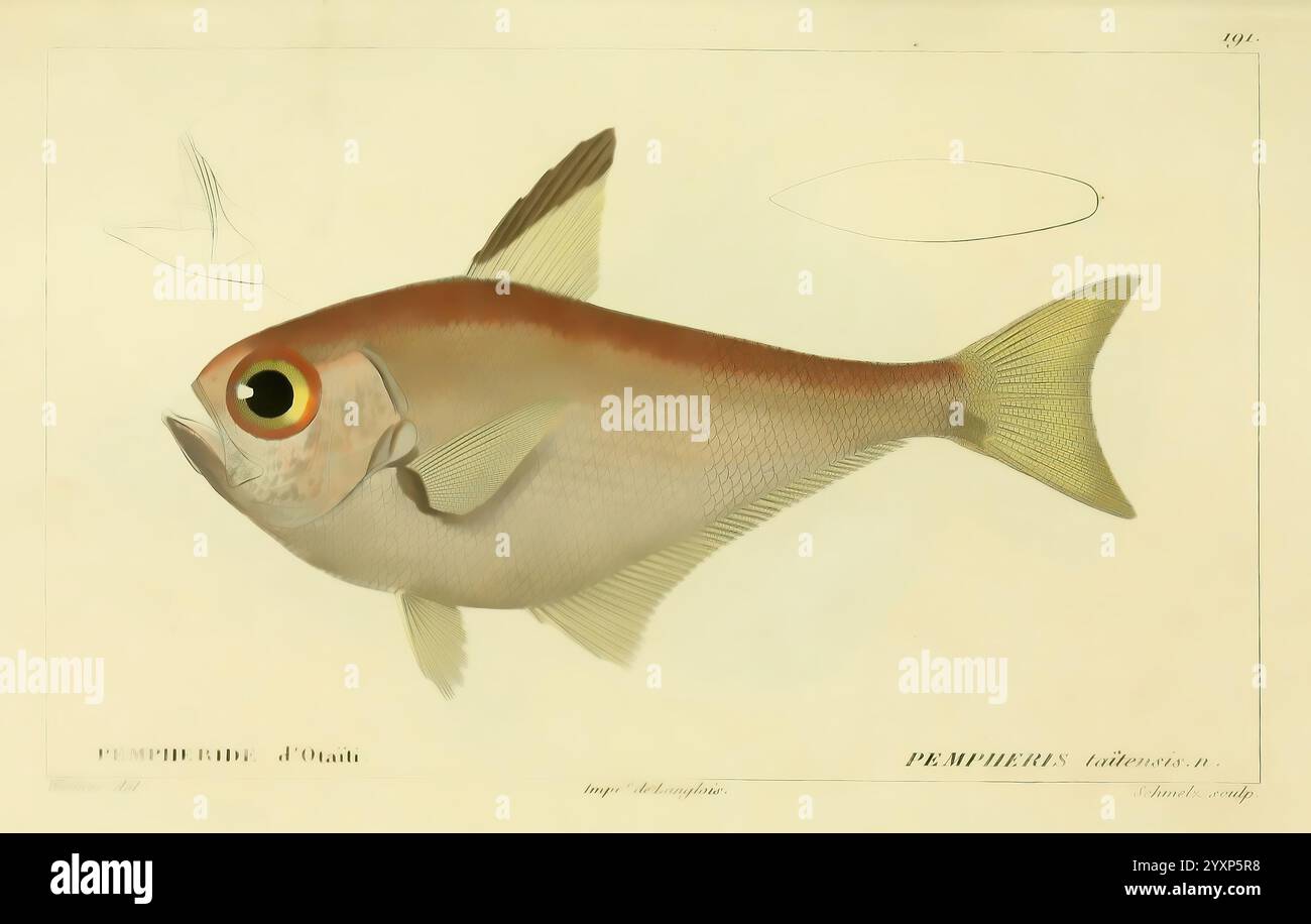 Histoire naturelle des poissons, Paris, chez F. G. Levrault, 1828-1849, ichtyologie, poissons, illustration détaillée d'un poisson présentant ses traits distinctifs. Le poisson, caractérisé par son corps allongé et son œil proéminent, présente des écailles complexes qui mettent en valeur sa texture. Ses ailerons sont élégamment répartis, et la disposition globale souligne les courbes gracieuses de sa forme. Accompagnant la représentation principale, un croquis plus petit fournit une vue rapprochée de la tête du poisson, en se concentrant sur des détails anatomiques spécifiques. L'arrière-plan est minime, ce qui permet une mise au point claire sur le poisson, tandis que le Banque D'Images