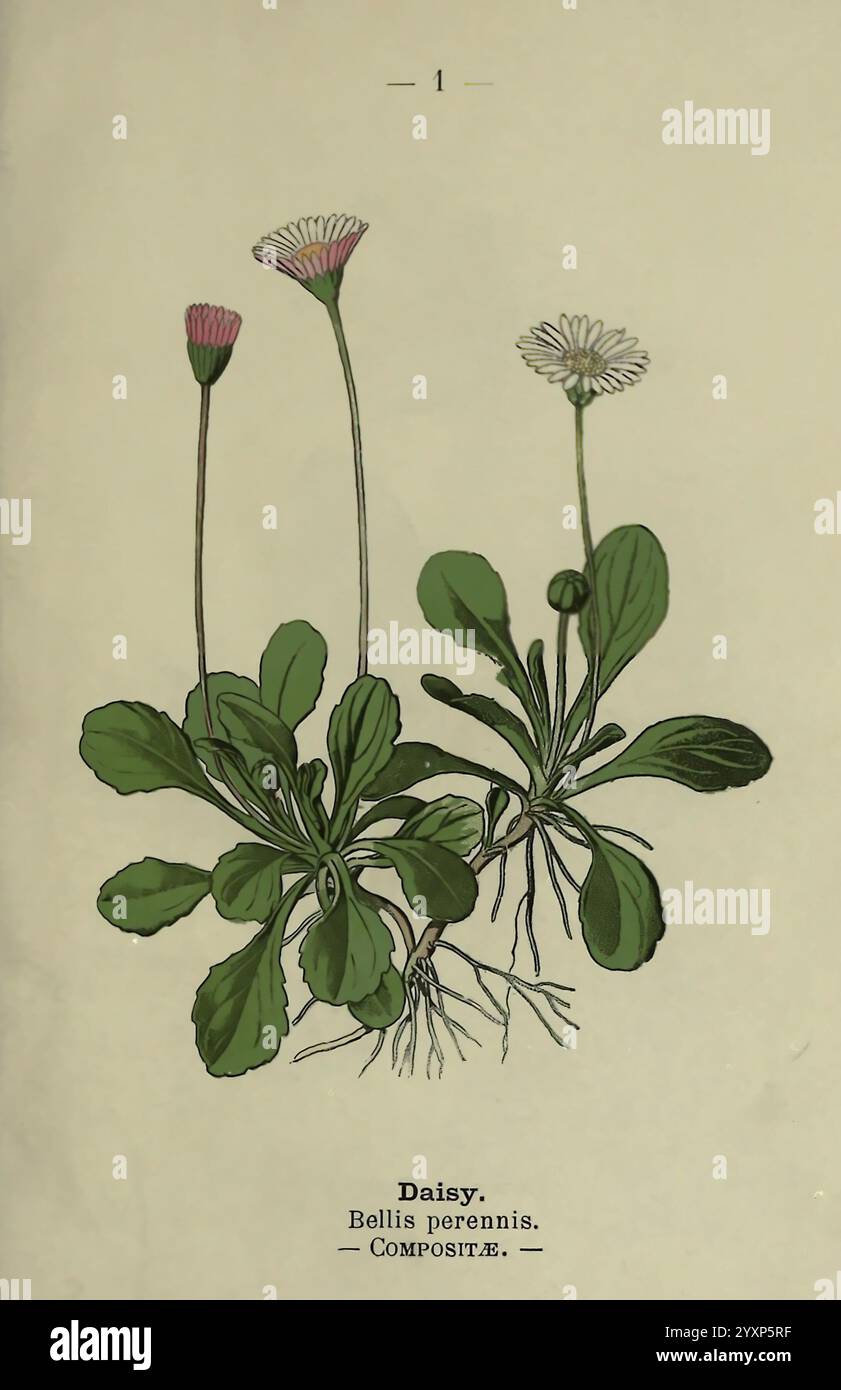 Fleurs des bois et des chemins Londres F. Warne 1895 Grande-Bretagne fleurs sauvages identification botanique Bellis perennis, Une illustration botanique mettant en valeur la Marguerite commune, scientifiquement connue sous le nom de Bellis perennis. La composition présente plusieurs marguerites à différents stades de floraison, mettant en évidence leurs pétales blancs délicats et leurs centres jaunes distincts. L'illustration capture les feuilles vertes luxuriantes et la formation caractéristique de rosette à la base, soulignant l'habitat naturel de la plante. Un étiquetage détaillé identifie l'espèce, améliorant la valeur éducative de la représentation. Banque D'Images