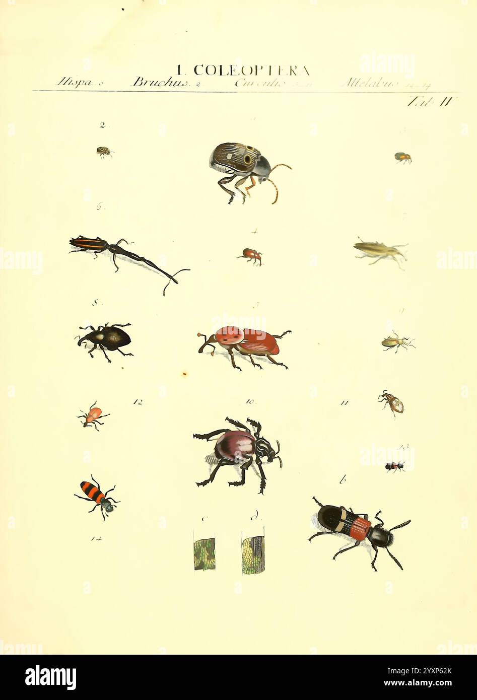 Genera, Insectorum, Linnaei, et, Fabricii, iconibus, illustrata. c, 1, Vitoduri, Helvetorum, Prostat, Apud, Henric, Steiner, et, Socios, MDCCLXXXIX, [1789], géographique, répartition, insectes, pictural, Works., Une illustration scientifique montrant une variété d'espèces de coléoptères, classés dans l'ordre des coléoptères. La composition comprend plusieurs représentations détaillées de différents coléoptères, mettant en valeur leurs formes, couleurs et caractéristiques anatomiques uniques. Le graphique est organisé avec des numéros étiquetés, indiquant des espèces distinctes ou des variations, chacune offrant un aperçu de leur morphologie. Ces il Banque D'Images