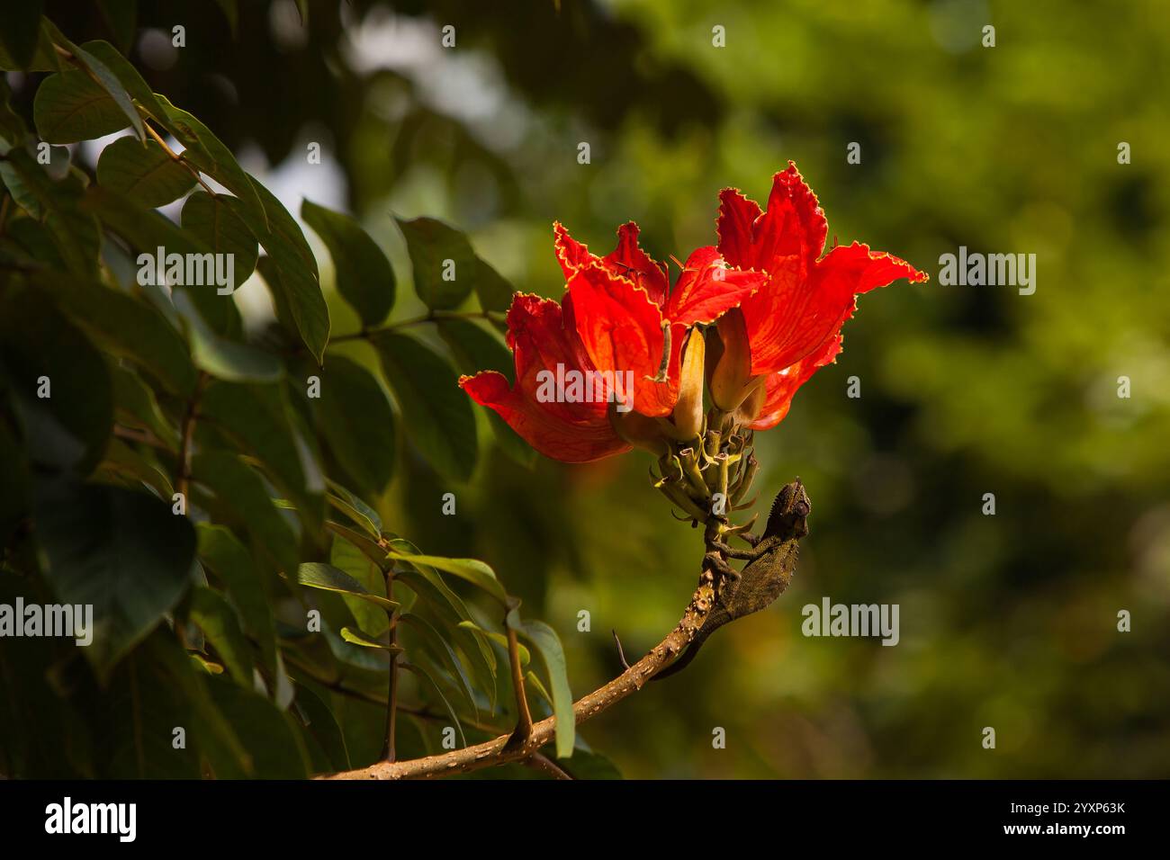 Caméléon nain sur African Tulip Tree 16271 Banque D'Images