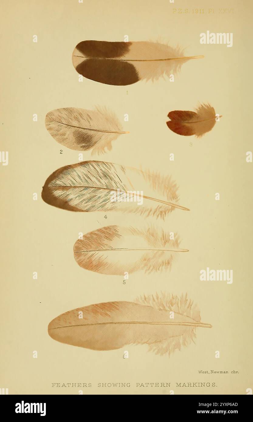 Proceedings of the Zoological Society of London, London, Academic Press Periodicals, Zoology, Birds, plumes, pigeons, pigeon à damier, pigeon grizzled foncé, pigeonht grizzled blanc mealypigeon, mealypigeon foncé, pigeon à damier grizzled, l'illustration montre une collection de plumes disposées en ligne verticale, chacune étiquetée avec un numéro de 1 à 6. Ces plumes présentent une variété de formes, de tailles et de motifs complexes. La plume supérieure, étiquetée 1, présente un design allongé et élégant, tandis que les plumes suivantes présentent un éventail de textures, de doux et moelleux à lisse et Banque D'Images