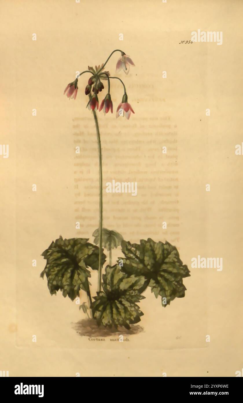 Le cabinet botanique London John & Arthur Arch 1817-1833.jpg, l'illustration présente un délicat affichage de *Corydalis mattioli*, mettant en valeur sa tige élancée ornée de grappes de fleurs rosées en forme de cloche. Le feuillage, caractérisé par de grandes feuilles aux motifs complexes, forme une base luxuriante qui contraste élégamment avec la tige florale mince. La composition globale met en évidence les détails botaniques, y compris la forme unique des feuilles et la courbure gracieuse de la tige, fournissant un aperçu de la beauté de cette espèce dans son environnement naturel. Banque D'Images