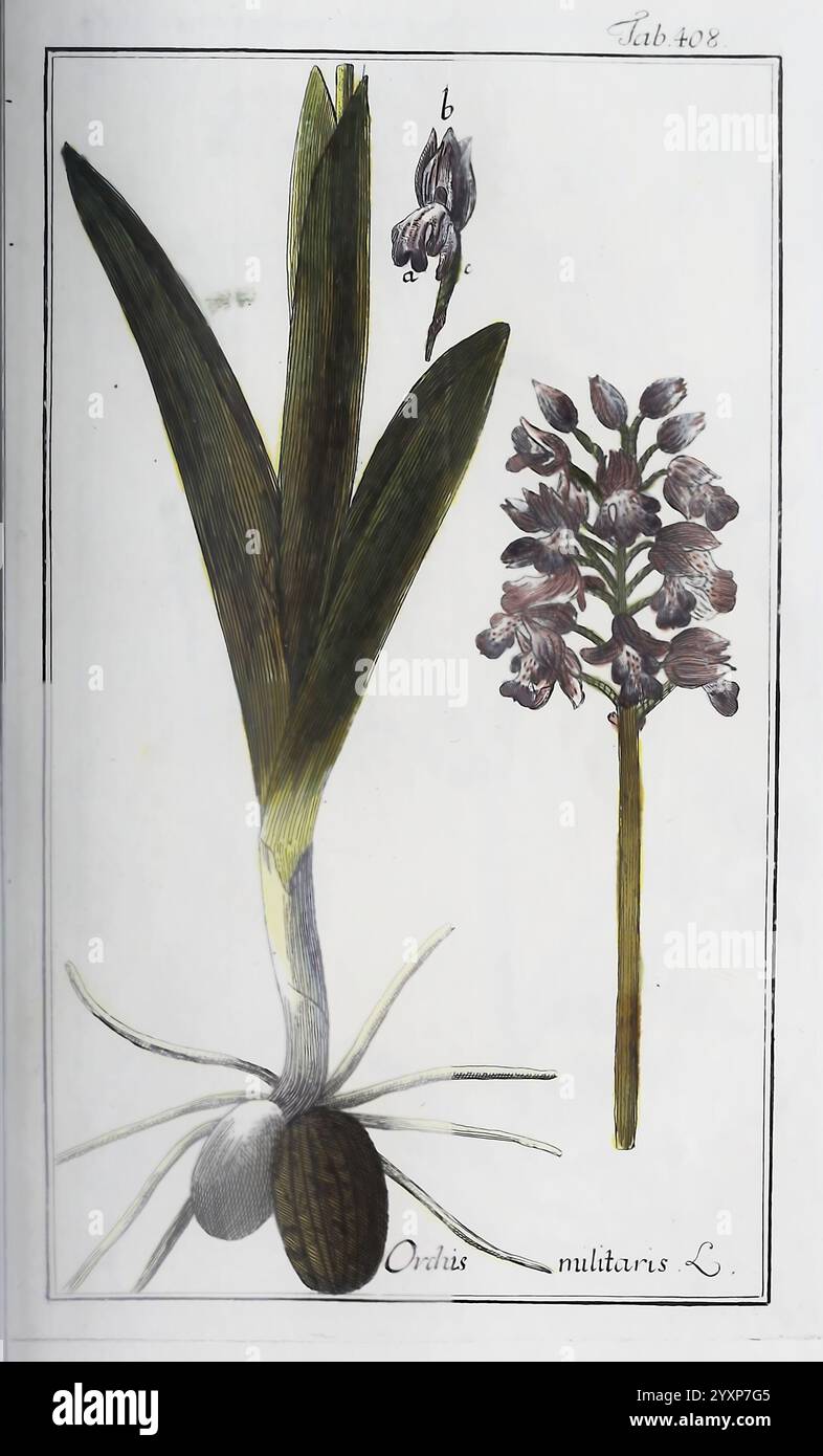 Icones Plantarum Medicinalium, Nürnberg, auf Kosten der Raspischen Buchhandlung, 1779-1790, botanique, médicale, œuvres picturales, L'illustration présente une étude botanique détaillée de *Orchis militaris*, communément appelée orchidée militaire. Sur la gauche, la plante présente de longues et larges feuilles à base bulbeuse, soulignant la structure racinaire qui soutient sa croissance. À droite, une tige fleurie s'élève, ornée de grappes de petites fleurs complexes qui présentent des nuances subtiles. La composition globale met en évidence à la fois les parties végétatives et reproductives de la plante, attirant l'attention Banque D'Images