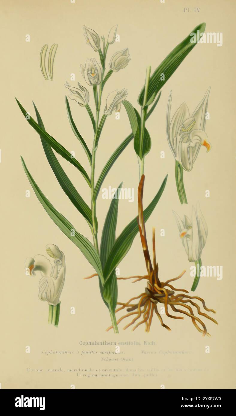 Album des orchidées de l'Europe centrale et septentrionale, Genève, librairie Georg, 1899, Europe, Orchidaceae, le jardin botanique de New York, œuvres picturales, Cephalanthera longifolia, l'illustration présente la Cephalanthera ensifolia, communément appelée orchidée à feuilles d'épée. Il présente une représentation détaillée de la plante, y compris ses feuilles allongées ressemblant à une épée et ses élégantes fleurs blanches, qui sont représentées à différents stades de la floraison. Le dessin souligne la forme unique et la structure délicate de la fleur, ainsi qu'une représentation claire du système racinaire à la base. Accompagnant le Banque D'Images