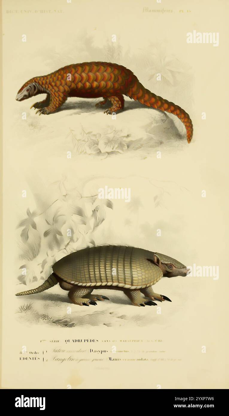 Dictionnaire universel d'histoire naturelle, Paris, chez les editeurs MM. Renard, Martinet et cie, rue et Hotel Mignon, 2 (quartier de l'École-de-médecine), 1847-1849 Dictionnaires histoire naturelle Pangolin Armadillo Pangolin indien Manis crassicaudata, l'illustration présente deux espèces distinctes de pangolins. La section supérieure représente un pangolin avec des membres allongés et une longue queue recourbée, mettant en valeur ses écailles qui se chevauchent distinctement. Il est entouré de délicates plantes tropicales, améliorant l'aspect exotique de son habitat naturel. Ci-dessous, une espèce différente de pangolin est illustrée i Banque D'Images