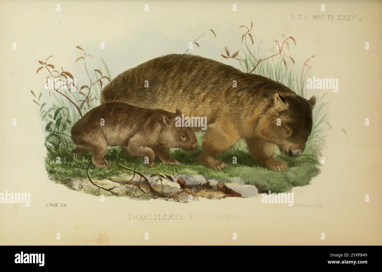 Proceedings of the Zoological Society of London, London, Academic Press, Zoology, périodiques, une illustration détaillée représente une mère ornithorynque reposant sur une tache herbeuse à côté de sa jeune progéniture. La mère, avec un corps robuste et un bec distinctement plat, présente sa fourrure caractéristique tandis que le plus petit juvénile imite sa posture. Autour d'eux se trouvent des plantes délicates et des notes de leur habitat naturel, suggérant un environnement serein. L'image capture le lien nourrissant entre les deux, soulignant leurs caractéristiques uniques et la beauté de la faune. Banque D'Images