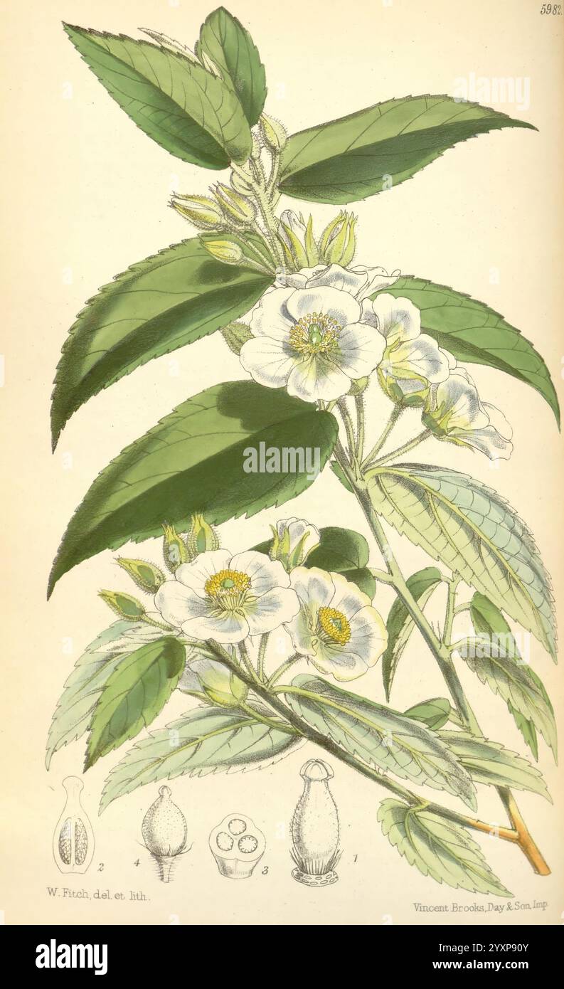 Curtis's Botanical Magazine, Londres, New York, illustration botanique, botanique, périodiques, œuvres picturales, plantes ornementales, Curtis, l'illustration présente une branche de plante à fleurs, mettant en valeur des feuilles vertes luxuriantes entourant de délicates fleurs blanches. Les fleurs sont détaillées avec des étamines jaunes proéminentes en leurs centres, ajoutant une touche de dynamisme à la composition. Sous la représentation principale de la plante, il y a trois illustrations plus petites présentant les différentes étapes du fruit, étiquetées pour plus de clarté. La conception globale souligne la beauté naturelle et les subtilités de l'anatomie de la plante, hig Banque D'Images