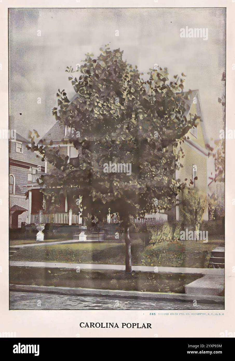 Plaque descriptive-livre Newark, N. Y, Knight & Bostwick, [19--], catalogues, pépinières, horticulture, peuplier de Caroline, arbres, Un peuplier de Caroline robuste se dresse en bonne place dans un quartier résidentiel, mettant en valeur son feuillage verdoyant et luxuriant. Le large tronc de l'arbre et la verrière expansive offrent un contraste frappant avec les maisons accueillantes en arrière-plan. Les maisons présentent des détails architecturaux classiques, avec des porches ornés de balustrades blanches et des marches menant à des entrées accueillantes. L'herbe luxuriante borde le sentier, améliorant l'atmosphère tranquille de banlieue, tandis que l'aménagement paysager bien entretenu ajoute du charme au SC Banque D'Images