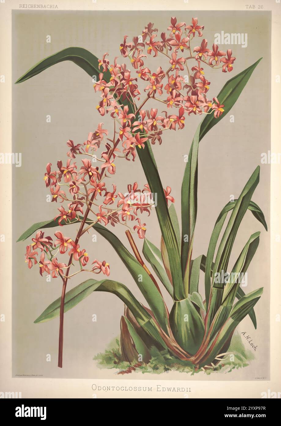 Reichenbachia, créé Albans, London, New York, F. Sander & Co, Orchid Growers & Importers, H. Sotheran & Co, I. Forstermann, 1888-1890, Orchidaceae, Odontoglossum edwardii, Cyrtochilum edwardii, Henry Frederick Conrad Sander, orchidées, botanique, fleurs., une illustration exquise de l'orchidée d'Odontoglossum Edwardii, mettant en valeur un magnifique groupe de délicates fleurs roses et de pêche. Les fleurs présentent des motifs complexes et des variations subtiles de couleur, chaque pétale se déployant gracieusement. Encadrer les fleurs sont de longues feuilles vertes luxuriantes, contribuant à l'élégance globale de la composition. Ce det Banque D'Images