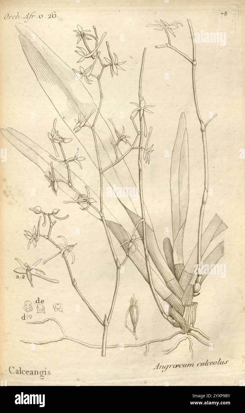 Histoire particulière des plantes, orchidées recueillies sur les trois îles australes d'Afrique, de France, de Bourbon et de Madagascar, Paris, L'auteur, 1822, Orchidaceae, une illustration botanique complexe met en valeur l'Angraecum calceolus, une espèce d'orchidée. Le dessin présente des feuilles allongées en forme de lance qui émergent d'une tige centrale, ornées de fleurs délicates. Chaque fleur présente une structure unique, avec des pétales minces et une morphologie distinctive qui suggèrent une relation étroite avec leurs pollinisateurs. Le rendu détaillé capture les subtilités de l'anatomie de la plante Banque D'Images