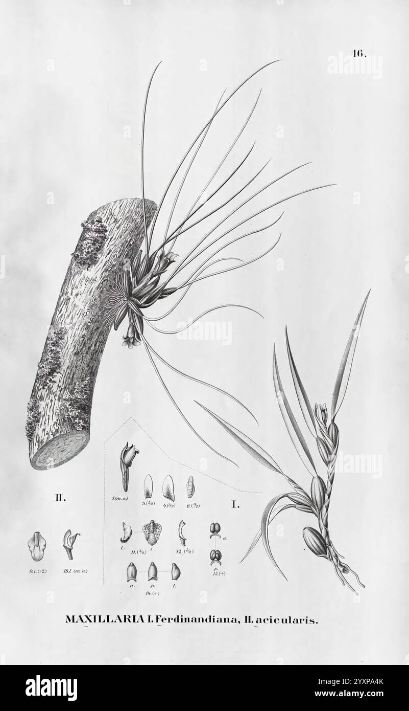 Flora brasiliensis, enumeratio plantarum in Brasilia hactenus detectarum, Monachii et Lipsiae [Munich et Leipzig], R. Oldenbourg, 1840-1906, Brésil, Allemagne, gravure, botanique, 1840, non coloré, botanistes, œuvres picturales, supports graphiques, l'illustration représente la Maxillaria L. Ferdinandiana, mettant en valeur les caractéristiques distinctes de la plante. L’accent central est un rendu détaillé de la structure de la plante, y compris sa tige allongée unique et ses feuilles minces qui s’étendent vers l’extérieur. Autour de cette représentation centrale se trouvent de plus petites illustrations qui mettent en évidence divers aspects de l'anatomie de la plante, suc Banque D'Images