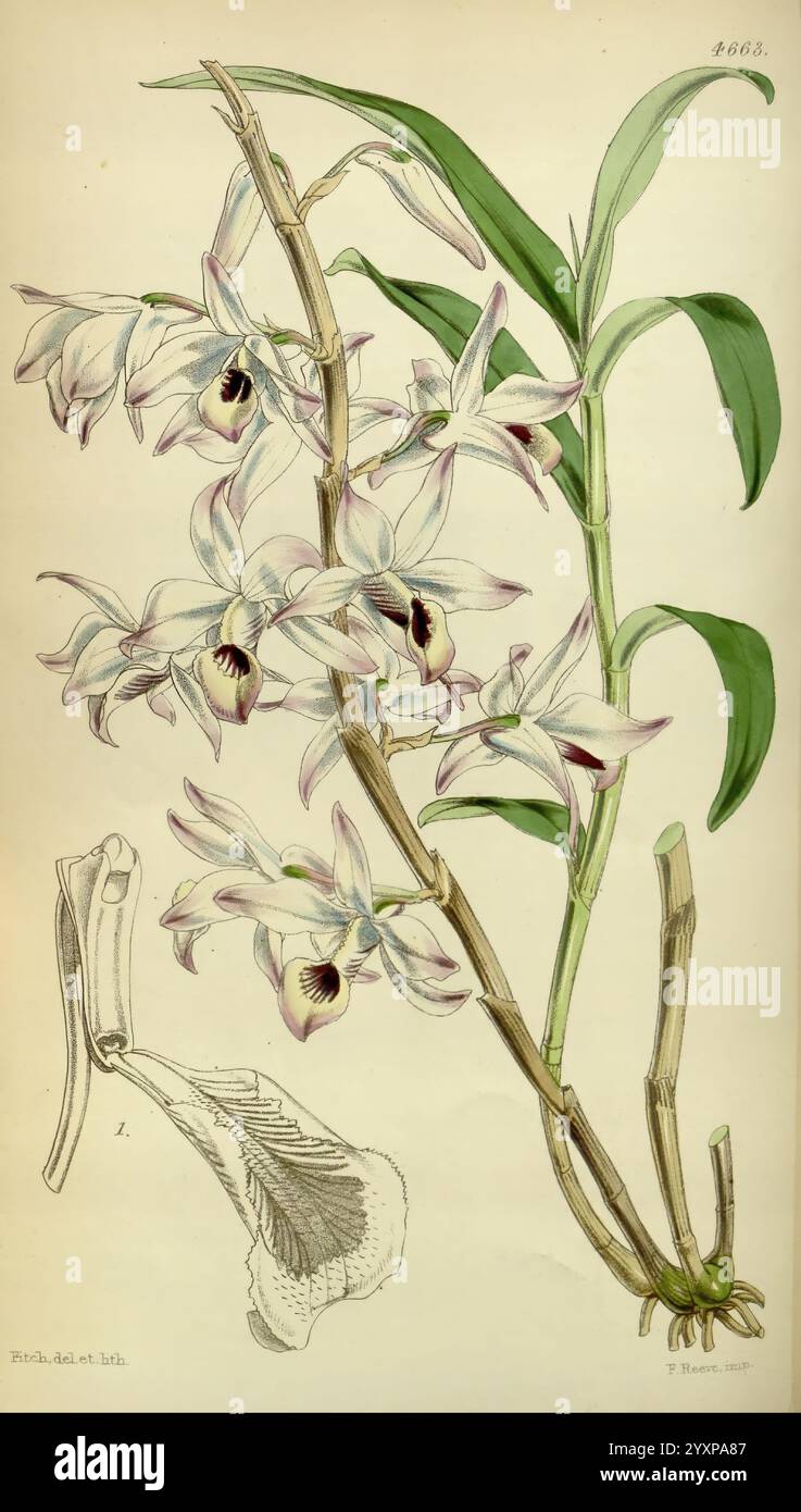 Curtis's Botanical magazine, Londres, New York, illustration botanique, botanique, périodiques, œuvres picturales, plantes ornementales, Curtis, cette élégante illustration met en valeur une espèce d'orchidée délicate, caractérisée par ses grappes de fleurs en cascade. Chaque fleur présente des pétales complexes avec des nuances de blanc et des notes de lavande, marqués par des centres marron profonds. Le dessin botanique comprend des représentations détaillées des fleurs et du feuillage, mettant en évidence les feuilles vertes allongées qui arquent gracieusement au-dessus des fleurs. En outre, une section distincte fournit une vue rapprochée du flo Banque D'Images