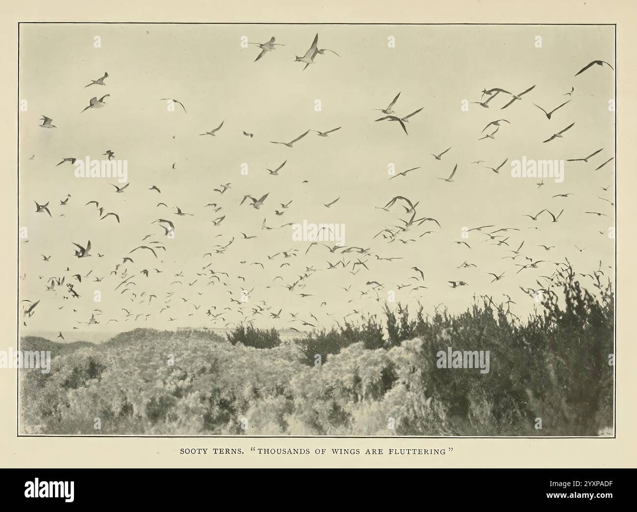 Wild, Wings, Boston, Houghton, Mifflin & Company, c1905, oiseaux, photographie, de, oiseaux., une scène fascinante capture une myriade d'oiseaux planant gracieusement à travers un ciel vaste, leurs ailes déployées alors qu'ils naviguent en plein air. En dessous, les hautes herbes balancent doucement, encadrant l'horizon et ajoutant de la profondeur à la composition. Les oiseaux semblent être en mouvement, créant un sentiment dynamique de liberté et de vitalité dans un paysage serein. Ce moment encapsule la beauté de la nature, mettant en valeur l'interaction entre la faune et son environnement. Banque D'Images