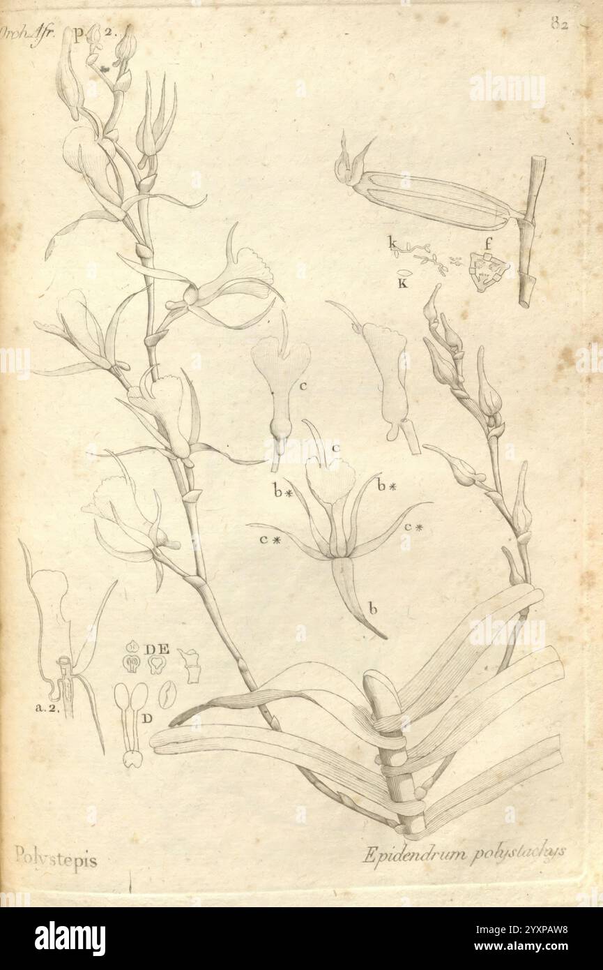 Histoire particulière des plantes orchidées recueillies sur les trois îles australes d'Afrique de France de Bourbon et de Madagascar Paris L'auteur 1822 Orchidaceae 54.jpg, cette illustration présente un dessin botanique détaillé de l'Epidendrum polybulbon, une espèce d'orchidée. La composition comprend des composants étiquetés tels que les structures florales et les arrangements foliaires, mettant en évidence les détails complexes de la plante. Différentes parties de l'orchidée sont représentées, y compris la tige, les fleurs avec leurs formes distinctives et les feuilles, toutes méticuleusement rendues pour mettre en valeur le morphol de la plante Banque D'Images