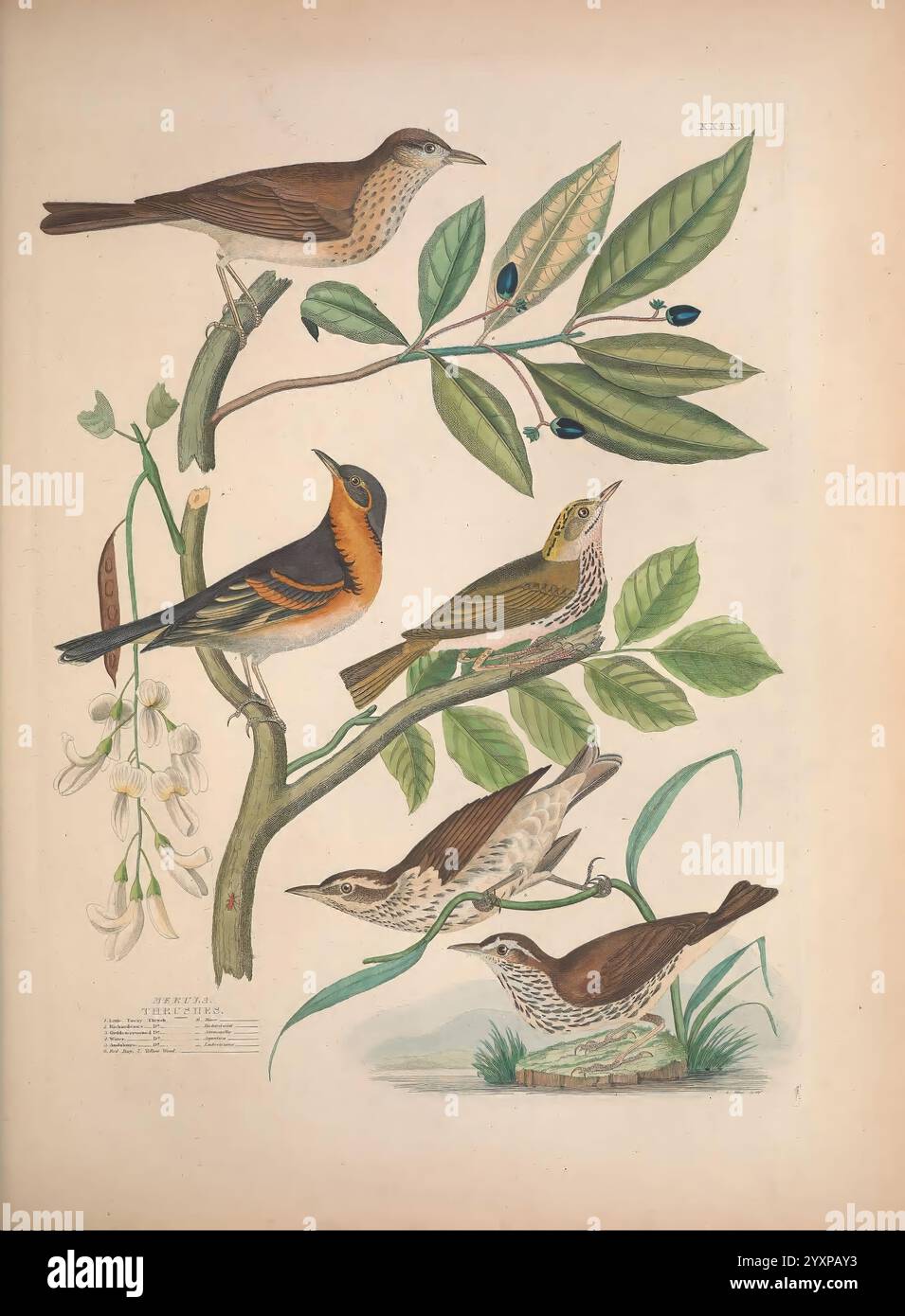 Illustrations of the American Ornithology of Alexander Wilson and Charles Lucien Bonaparte, Edinburgh, Frazer & Co, 1835, oiseaux, États-Unis, Amérique du Nord, œuvres picturales, cette illustration présente six espèces différentes d'oiseaux perchés sur des branches feuillues, mettant en valeur leurs couleurs et caractéristiques uniques. L'oiseau supérieur, élancé et brun, capte l'attention avec ses caractéristiques délicates. En dessous, il y a un oiseau vif avec une gorge orange frappante, contrastant magnifiquement avec son corps plus sombre. Les autres oiseaux, variant dans les tons brun et crème, présentent des motifs complexes sur leurs plumes, Banque D'Images