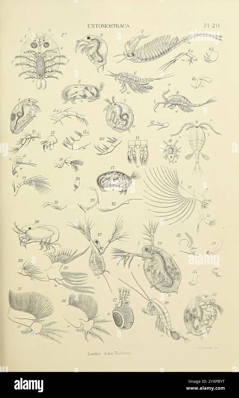 Le, micrographique, dictionnaire, Londres, J. Van Voorst, 1883, dictionnaires, microscopes, microscopie, naturel, histoire, cette compilation visuelle présente une variété d'illustrations complexes d'organismes aquatiques de la classe Entomostraca, mettant en valeur leurs diverses formes et structures anatomiques. Les représentations détaillées incluent plusieurs espèces telles que les copépodes, les ostracodes et les cladocères, mettant en évidence leurs caractéristiques distinctes comme les antennes, la segmentation du corps et les appendices spécialisés. Chaque spécimen est méticuleusement étiqueté avec des numéros correspondant à sa catégorie spécifique, fournissant une référence claire Banque D'Images