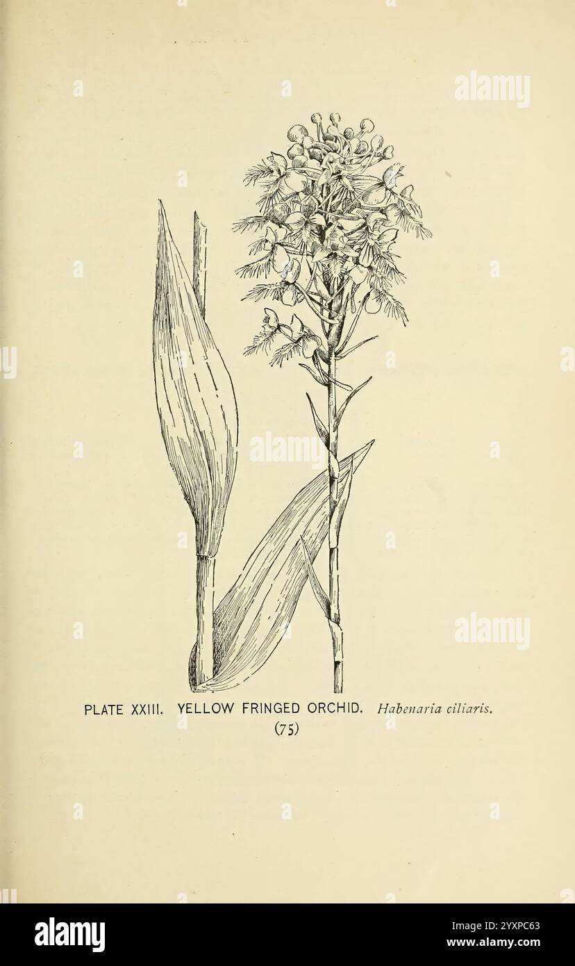 Sud, sauvage, fleurs, et, arbres, New York, Stokes, [1901], botanique, fleurs, sud, états, arbres, femmes, in, science, Marian Ellis Rowan, l'illustration représente une orchidée à franges jaunes, scientifiquement connue sous le nom de Habenaria ciliaris. Le dessin met en valeur la structure délicate de la fleur avec ses pétales complexes et ses bords frangés, soulignant les caractéristiques uniques de cette espèce. Adjacentes à l'orchidée, de longues feuilles en forme de lance sont illustrées, ajoutant à la composition botanique globale. Le numéro de plaque étiqueté, XXIII, indique sa position dans une série, fournissant contex Banque D'Images