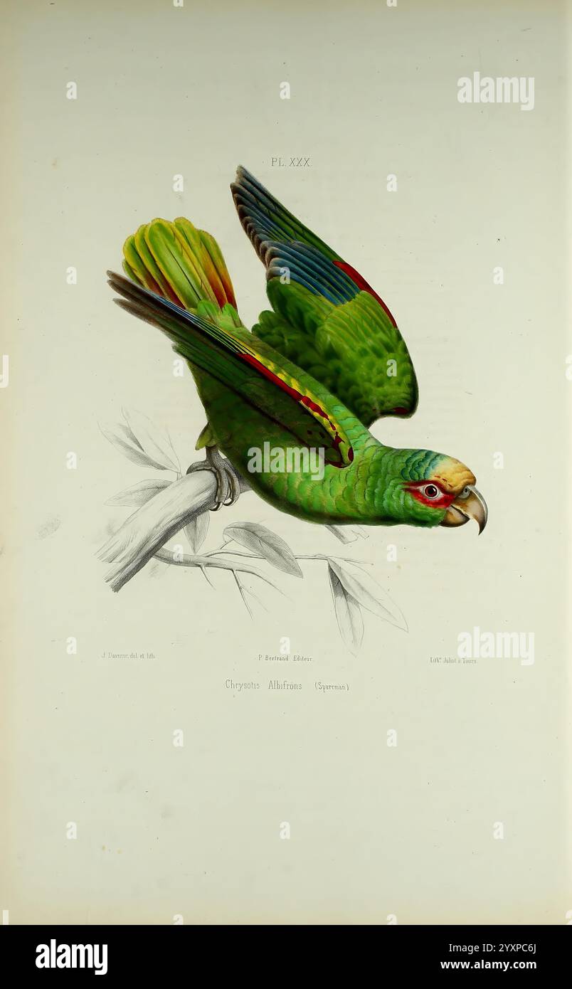 Iconographie des perroquets, Paris, P. Bertrand, 1857, oiseau, oiseaux, perroquets, perroquets, œuvres picturales, œuvres populaires, Pionus senilis, perroquet à couronne blanche, un perroquet richement illustré, présentant des plumes vertes éclatantes ornées de touches de jaune, bleu et rouge. L'oiseau est représenté à mi-vol, avec ses ailes déployées et un bec légèrement ouvert, transmettant une sensation de mouvement et de vitalité. Elle se perche sur une branche, entourée d’un feuillage délicat qui met en valeur son habitat naturel. Cette œuvre d'art capture magnifiquement le plumage détaillé du perroquet et l'élégance de sa forme, emphasi Banque D'Images