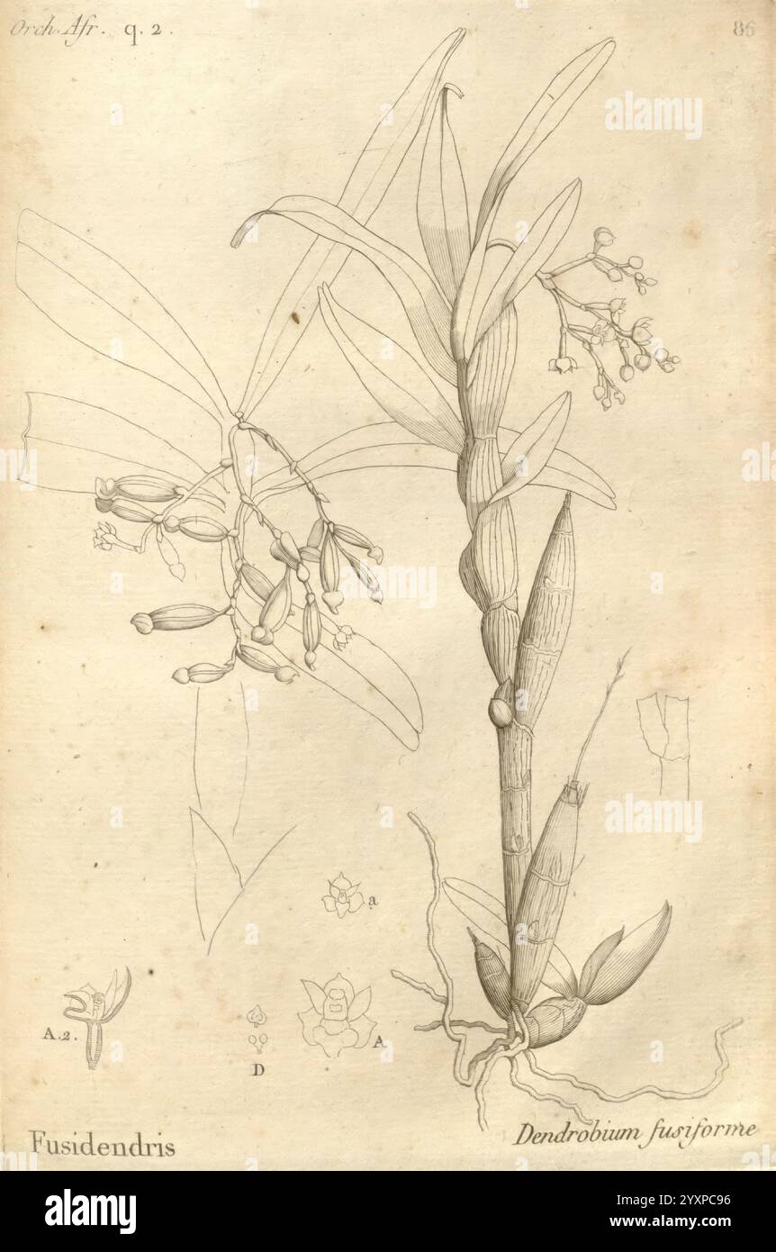 Histoire particulière des plantes, Orchideées, recueillies sur les trois îles australes d'Afrique, de France, de Bourbon et de Madagascar, Paris, L'auteur, 1822, Orchidaceae, cette illustration présente une étude botanique de l'orchidée fusiforme Dendrobium. Le dessin détaillé met en valeur la tige allongée de la plante ornée de grappes de fleurs délicates et complexes, chacune présentant des formes et des arrangements de pétales distincts. Sous les fleurs, les racines et la base de la plante sont représentées, soulignant sa connexion au sol. Accompagnant l'illustration principale, des croquis plus petits mettent en évidence divers Banque D'Images
