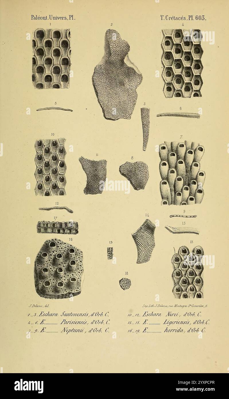 Paléontologie française Paris chez l'auteur 1840-1894 France Paléontologie Jurassique tertiaire Crétacé paléobotanique fossile mollusque de mer histoires fossiles d'oursins, l'illustration présente une collection de représentations détaillées de diverses structures coralliennes fossilisées du Crétacé. Chaque figure étiquetée présente différents types de formations coralliennes, soulignant leurs textures et formes uniques, illustrant leurs caractéristiques géologiques. L'arrangement met en évidence à la fois la diversité de la morphologie des coraux et les conceptions complexes qui ont émergé au cours de cette ère antique. Non Banque D'Images