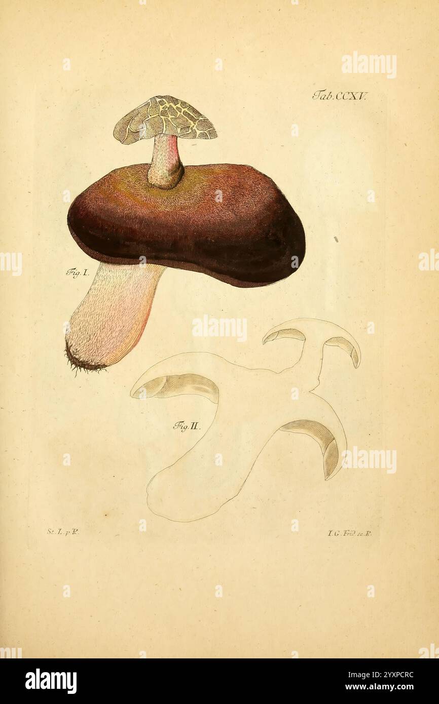 Fungorum qui in Bavaria et Palatinatu circa Ratisbonam nascuntur icones, nativis coloribus express. Erlangae, apud J.J. Palmium, 1800. Allemagne, Bavière, champignons, œuvres picturales, une illustration présentant deux types de champignons distincts. Le premier type, représenté en haut, présente un champignon robuste avec un chapeau arrondi affichant une texture à motifs, assis au sommet d'une épaisse tige bulbeuse. Ci-dessous, une deuxième forme est illustrée, présentant une forme plus inhabituelle avec une forme ondulée, indéfinie, ressemblant à une coupe transversale ou à un stade morphologique différent de la croissance. Des annotations détaillées indiquent un exploit spécifique Banque D'Images
