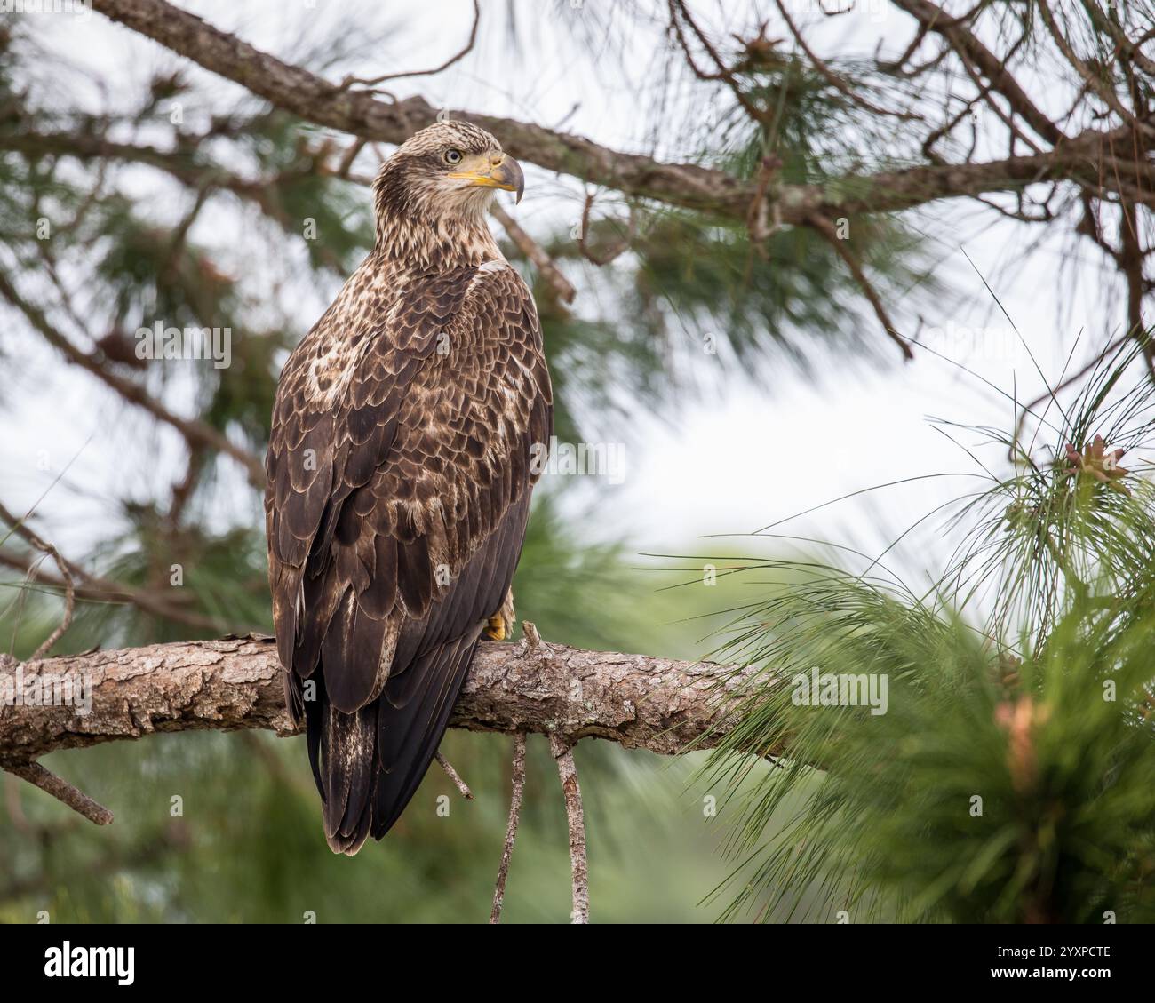 Aigle chauve juvénile assis sur une branche d'arbre. Banque D'Images