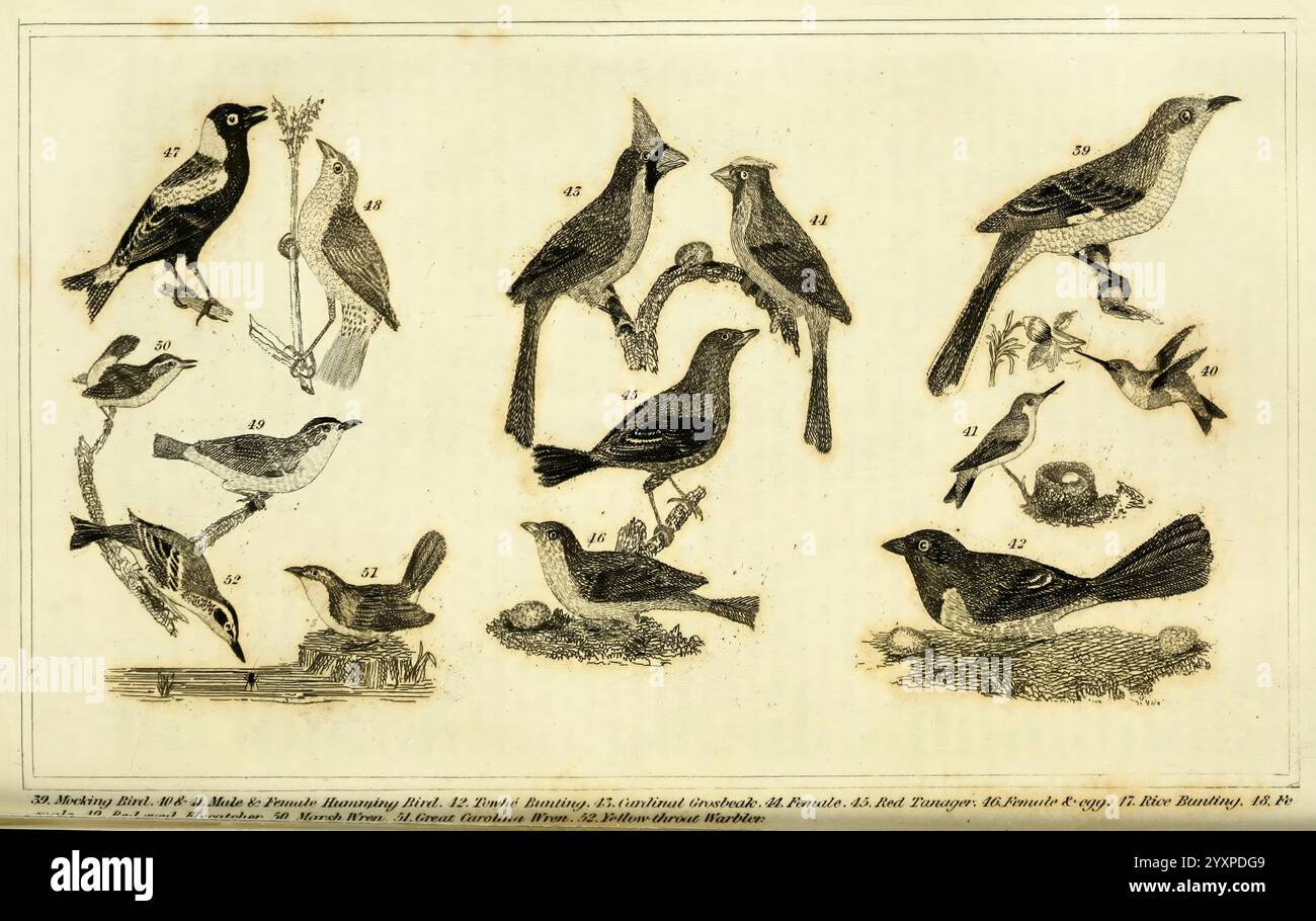 Wilson's American Ornithology 1840 oiseaux Amérique du Nord, cette collection présente une variété d'espèces d'oiseaux, chacune rendue avec des détails complexes et un étiquetage minutieux. L'arrangement met en évidence différentes poses et caractéristiques des oiseaux, avec des variétés plus grandes et plus petites. Parmi eux, plusieurs sont perchés, tandis que d'autres sont représentés à mi-vol ou en interaction avec leur environnement. Chaque oiseau est accompagné d'un numéro pour une référence facile, suggérant une étude systématique ou un catalogage des espèces. Le travail de ligne délicat capture efficacement les caractéristiques uniques, telles que la patte de plumage Banque D'Images