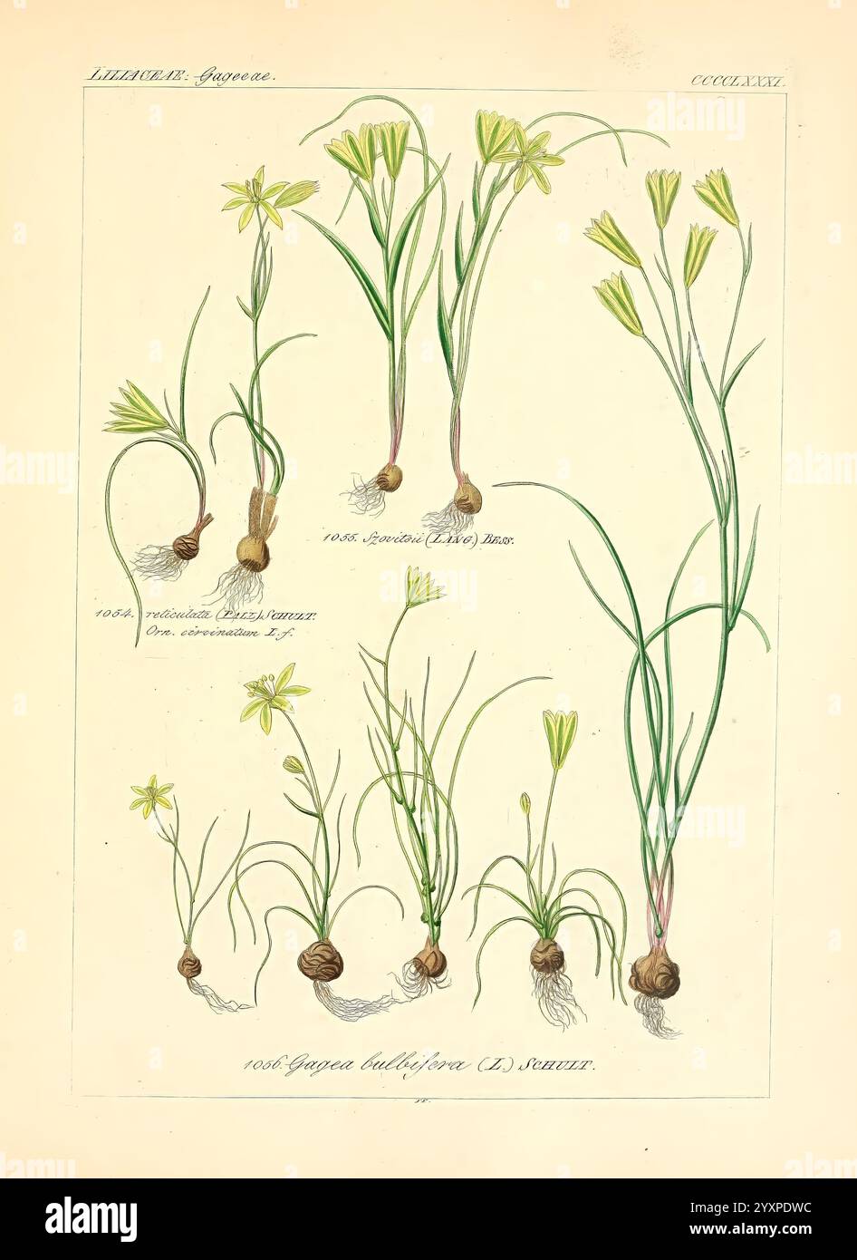 Icones florae Germanicae et Helveticae, simul Pedemontanae, Tirolensis, Istriacae, Dalmaticae, Austriacae, Hungaricae, Transylvanicae, Moravicae, Borussicae, Holsaticae, Belgicae, Hollandicae, ergo Mediae Europae. Lipsiae, F. Hofmeister 1834-1912. [v. 1, 1850], Europe, œuvres picturales, plantes., une illustration botanique présentant diverses espèces de plantes appartenant au genre Sisyrinchium. Chaque plante est représentée avec des détails complexes, mettant en valeur leurs tiges minces et leurs fleurs jaunes délicates en forme d'étoile. L'illustration comprend plusieurs variantes, dont certaines présentent des bases bulbeuses, whi Banque D'Images