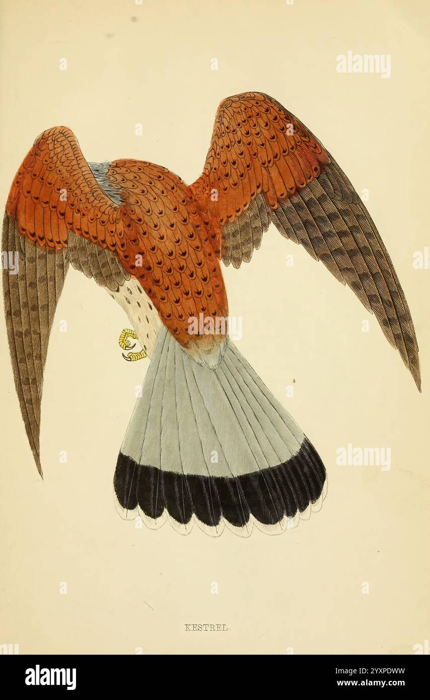 Une histoire des oiseaux britanniques.1863-1866?, oiseaux, Grande-Bretagne, oiseau, Une illustration détaillée d'un oiseau mettant en valeur les motifs complexes et les couleurs de son plumage, mettant particulièrement l'accent sur les plumes orange vif et brun foncé sur les ailes et le dos. Le design met en valeur les marques et les textures distinctes, avec la queue présentant un mélange frappant de gris et de blanc. Cette représentation capture l’élégance naturelle et la beauté de l’oiseau, affichant ses ailes étendues, suggérant un moment de vol ou une posture gracieuse. L'étiquette ''ESTREL'' apparaît en bas, indiquant le nom associé Banque D'Images