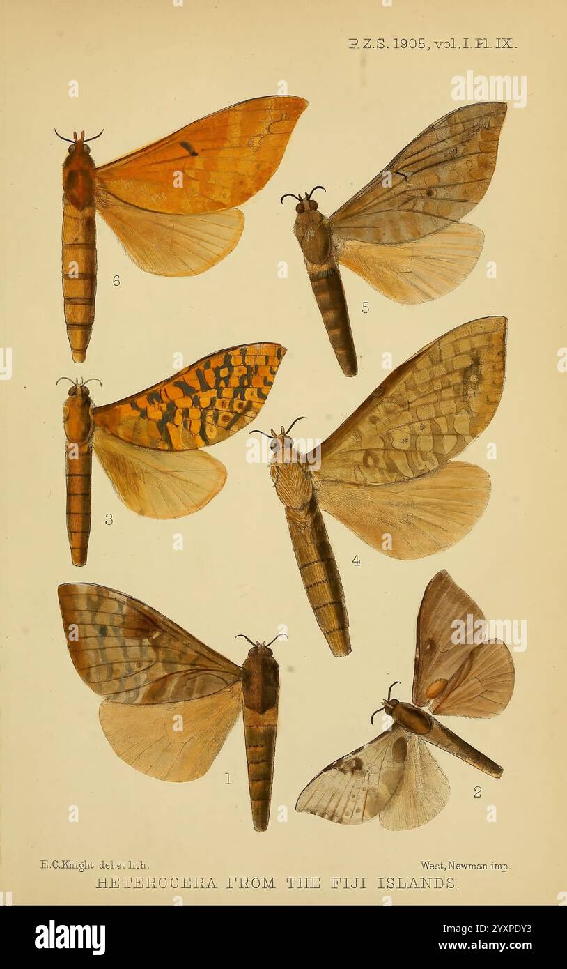 Proceedings of the Zoological Society of London, London, Academic Press Periodicals, Zoology, Insects., une collection de papillons de nuit méticuleusement illustrés, présentant diverses espèces de la famille des Heterocera trouvées dans les îles Fidji. Chaque spécimen est numéroté et présente des caractéristiques distinctes, telles que des motifs d'ailes uniques, des couleurs et des tailles. Les illustrations soulignent la diversité des papillons de nuit, mettant en évidence des détails complexes comme la texture et les veines sur les ailes. Cette représentation scientifique vise à éduquer les téléspectateurs sur la riche biodiversité de la région, en capturant la beauté et la complexité de la t Banque D'Images