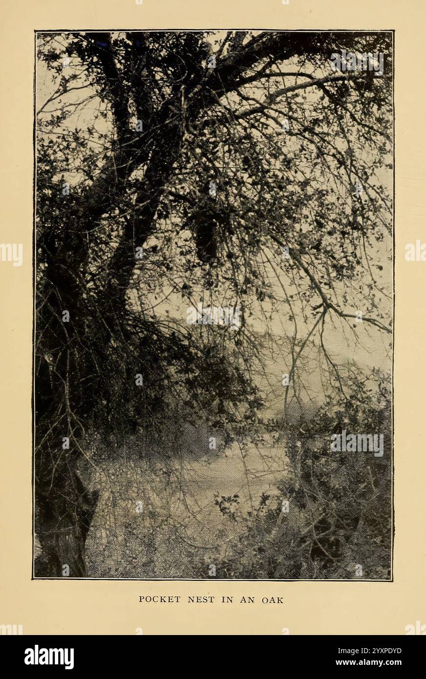 A-Birding on a Bronco 1896 oiseaux, Californie, chêne, nid, Une scène sereine met en valeur la beauté complexe de la nature, mettant en évidence un nid de poche niché dans les branches d'un chêne. Le feuillage environnant est dense, créant un sentiment de tranquillité et d'isolement. Le nid, fabriqué à partir de brindilles et de matériaux naturels, se marie harmonieusement avec son environnement. En arrière-plan, les allusions du paysage s'estompent au loin, suggérant une zone calme et non perturbée, parfaite pour la vie des oiseaux. Cette représentation souligne le délicat équilibre entre la faune et son habitat, invitant à une appréciation Banque D'Images