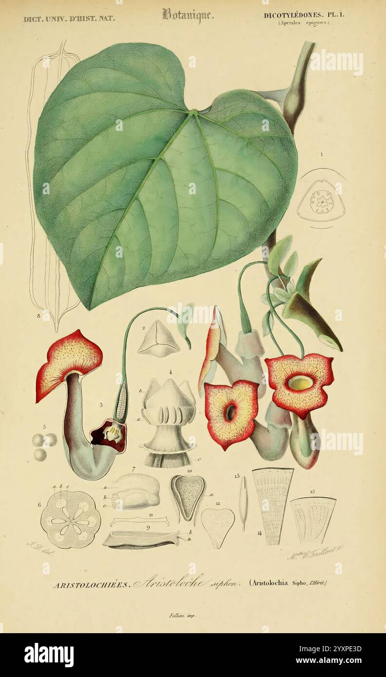 Dictionnaire universel d'histoire naturelle. v. 3 1849 Atlas Zoologie-Botanique Paris, et chez Langlois et Leclercq, rue de la Harpe, 81 Victor Masson, place de l'Ecole-de-MÃ©decine 1847-1849 histoire naturelle, dictionnaires, cette illustration met en valeur divers aspects de l'espèce Aristolochia, également connue sous le nom de pipe du Hollandais. La caractéristique centrale est une grande feuille en forme de cœur, caractérisée par ses veines proéminentes et sa texture détaillée. Autour de la feuille sont plusieurs représentations botaniques, y compris les fleurs distinctives, qui ont des corolles en forme de trompette avec des couleurs riches et des PA complexes Banque D'Images