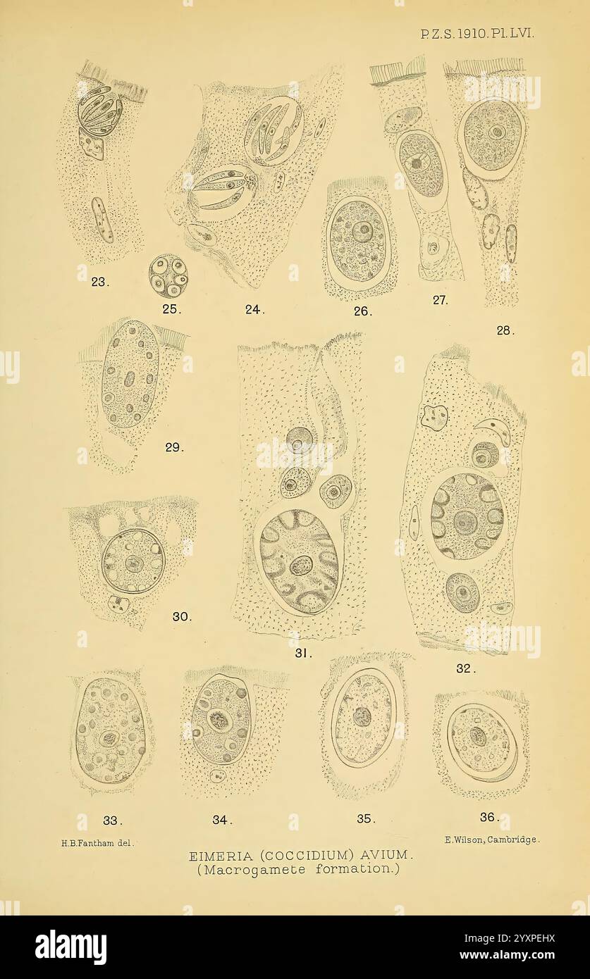 Proceedings of the Zoological Society of London, London, Academic Press Periodicals, Zoology, Une série d'illustrations scientifiques représentant différentes étapes de l'Eimeria (coccidium) avium, qui est associée à la coccidiose aviaire. Les images présentent des structures détaillées des macrogamètes, mettant en évidence leur organisation cellulaire et leurs éléments reproductifs. Chaque figure marquée présente des morphologies spécifiques, démontrant la complexité de ces parasites protozoaires. Les subtilités de l'architecture cellulaire, y compris les noyaux et les arrangements cytoplasmiques, sont cartographiées dans plusieurs illustrations Banque D'Images